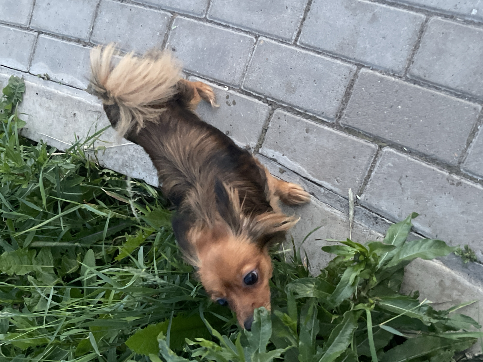 The image shows a small, long-haired dog with brown and black fur, lying in the grass next to a paved area. The dog is looking downwards into the grass. Its tail is bushy and light brown, and its ears are floppy. The paved area appears to be made of grey rectangular bricks laid in a pattern. The grass is green and somewhat overgrown. The scene suggests an outdoor setting, possibly a backyard or a park. The lighting suggests it is daytime, and the weather appears to be mild. There are no people visible in the image. The location context is Марковский, Russia, but no specific landmarks are visible to confirm this.