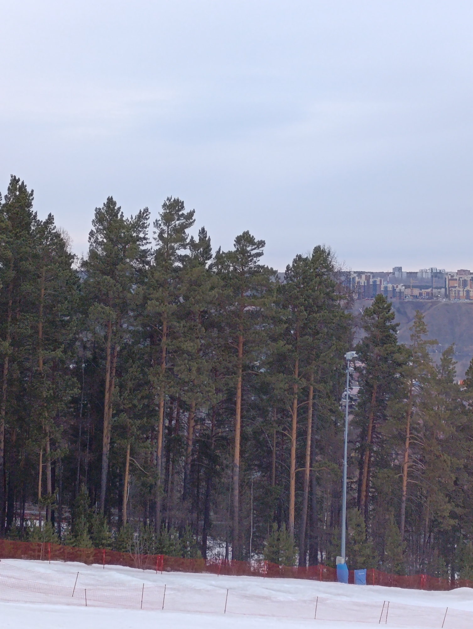 The image depicts a winter scene in what appears to be a forest area, likely a ski slope or park within the city of Krasnoyarsk, Russia, given the urban development visible in the background. In the foreground, there's snow-covered ground with a low, orange-colored safety fence. A line of tall pine trees occupies the middle ground, extending upwards towards a muted, overcast sky. Beyond the trees, a hillside rises with apartment buildings and other structures indicative of urban development. A light pole can be seen amidst the trees. There are no discernible people or animals in the image.