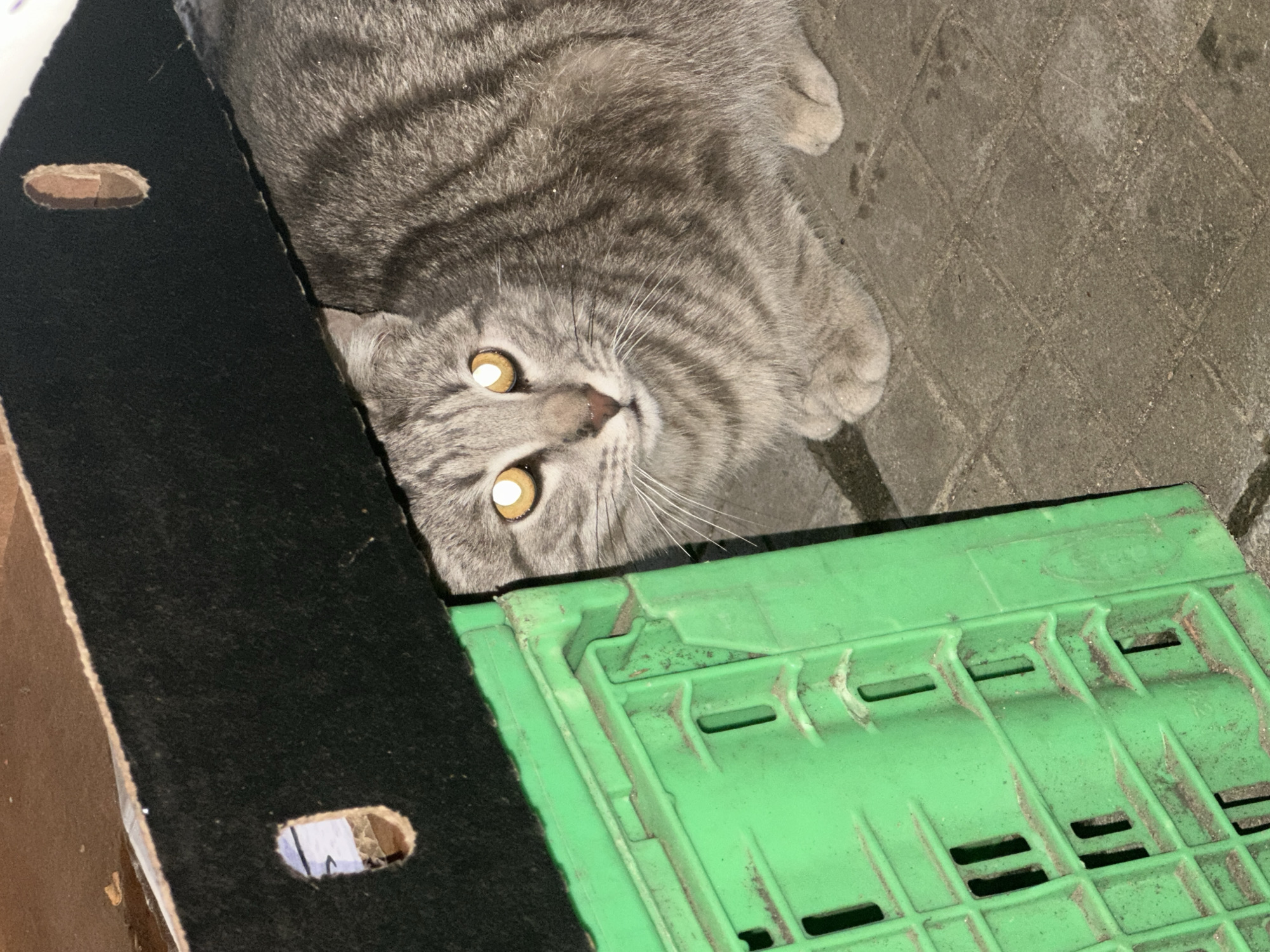 A gray tabby cat with yellow eyes lies on a gray brick surface partially inside a cardboard box with black felt lining. A green plastic crate is positioned next to the box. The location is potentially Sofia, Bulgaria.