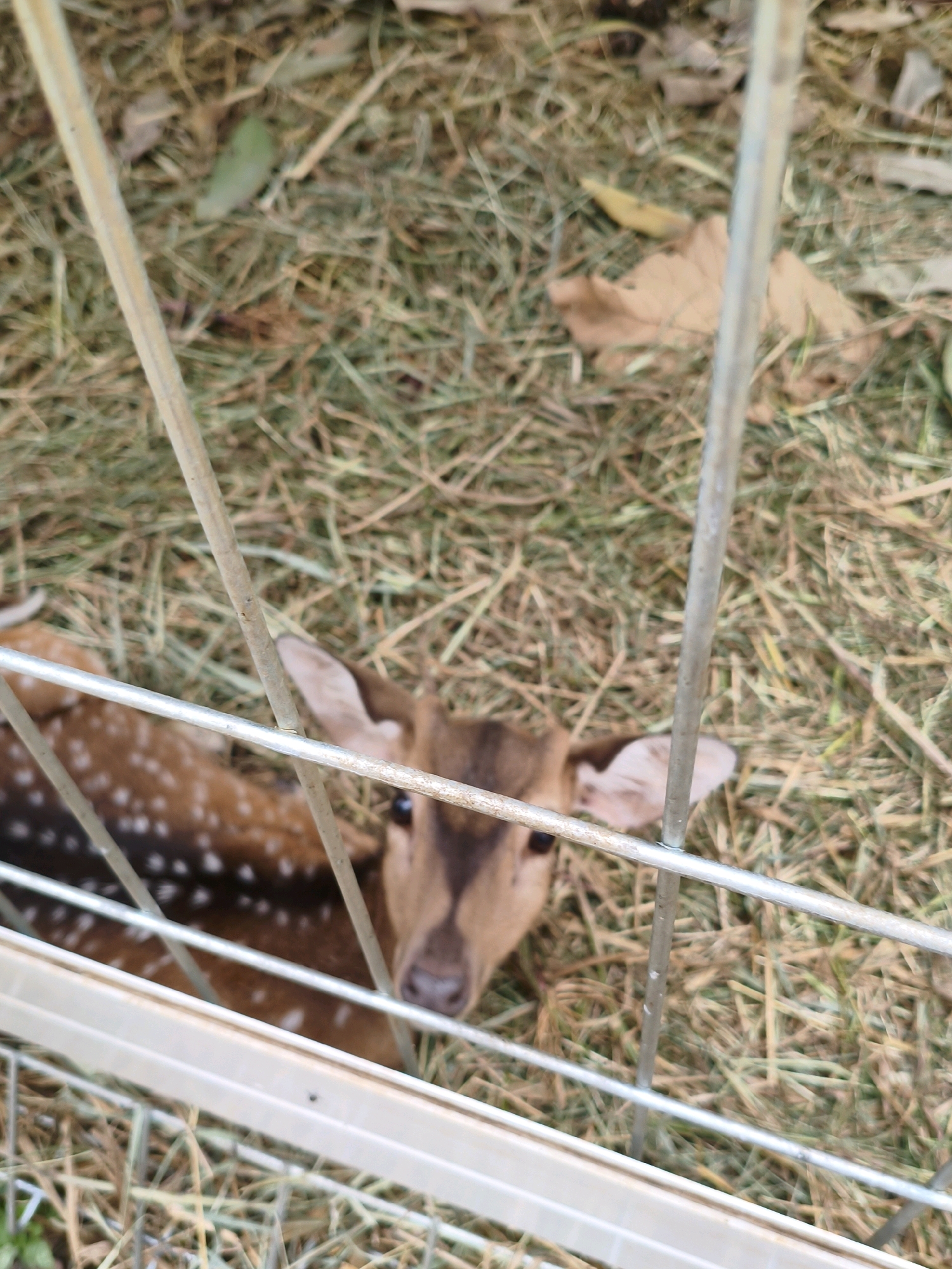 An overhead shot captures a young deer lying down on a bed of straw and dry grass behind a metal fence. The deer has light brown fur with white spots and its head is turned towards the camera. The fence bars are metallic and horizontal, with vertical supports visible. The background consists of more straw and dry leaves, indicating an outdoor enclosure. The scene appears to be in an animal pen or a farm.