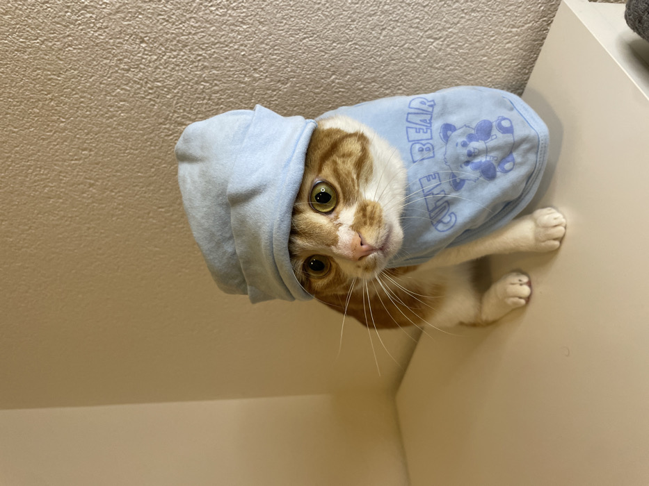 An orange and white tabby cat wears a light blue hooded sweatshirt. The hood covers its head, and the sweatshirt features a "Cute Bear" graphic. The cat's face is prominent, with green eyes and long white whiskers. It's positioned near a white surface, likely a piece of furniture or a wall, with a textured wall in the background. The image is rotated counterclockwise, giving the impression the cat is hanging upside down.