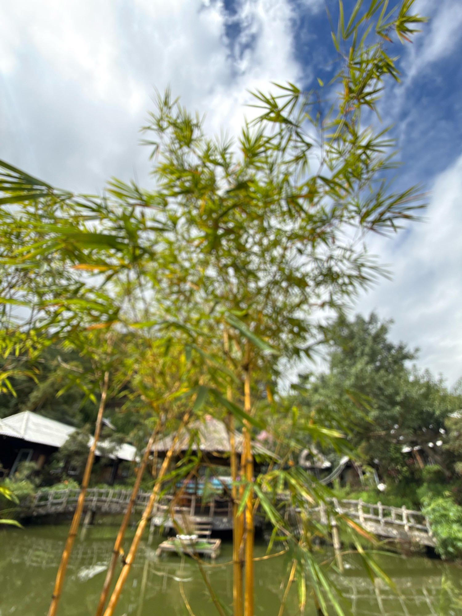 In Hiệp Thạnh, Vietnam, a slightly out-of-focus image captures a tranquil scene by a body of water. Prominently featured in the foreground are several tall, slender bamboo stalks with vibrant green leaves, their golden-yellow stems creating a striking contrast against the muted background. The water, a deep green, reflects the surrounding environment. In the middle ground, a wooden structure, possibly a stilt house or pavilion with a thatched roof, sits on the water. A weathered wooden bridge with stone railings extends across the water towards the left, where a roof of a building, possibly a dwelling, is visible. Lush green trees and foliage form a dense backdrop, partially obscuring more structures and lights further in the distance. The sky above is a dynamic mix of white clouds and patches of blue. The overall atmosphere is serene and natural, with hints of human habitation integrated into the landscape.
