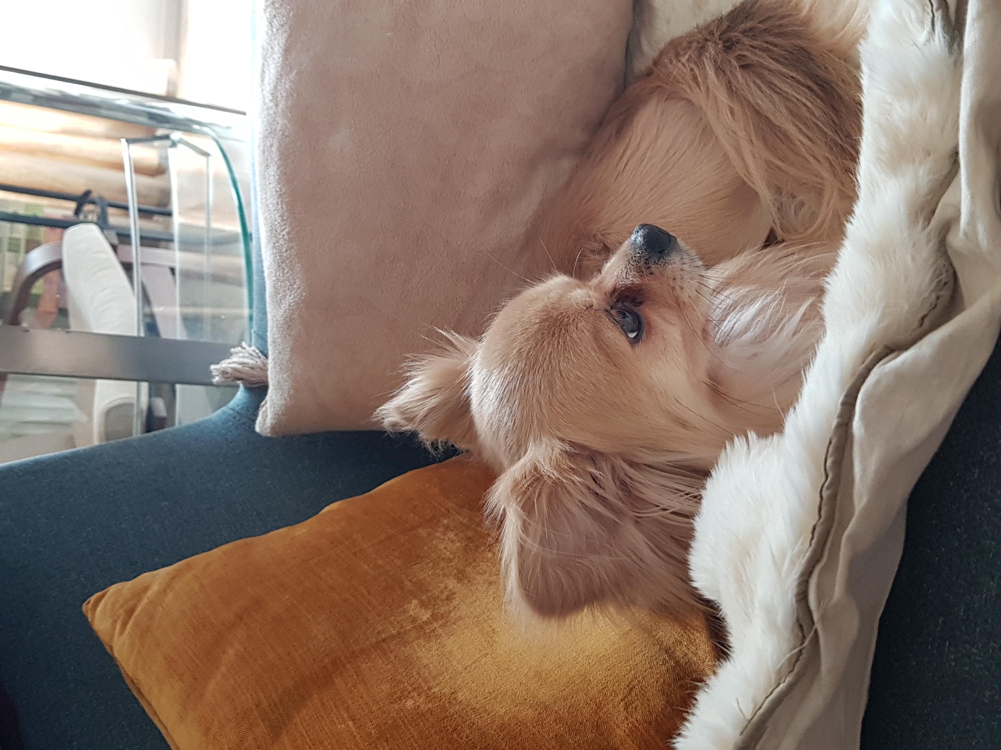 A tan, long-haired dog is nestled on a teal-colored chair with a mustard-colored pillow and a tan pillow, covered with a white, fur-trimmed blanket. The dog is looking upwards. The location cannot be determined from the image.
