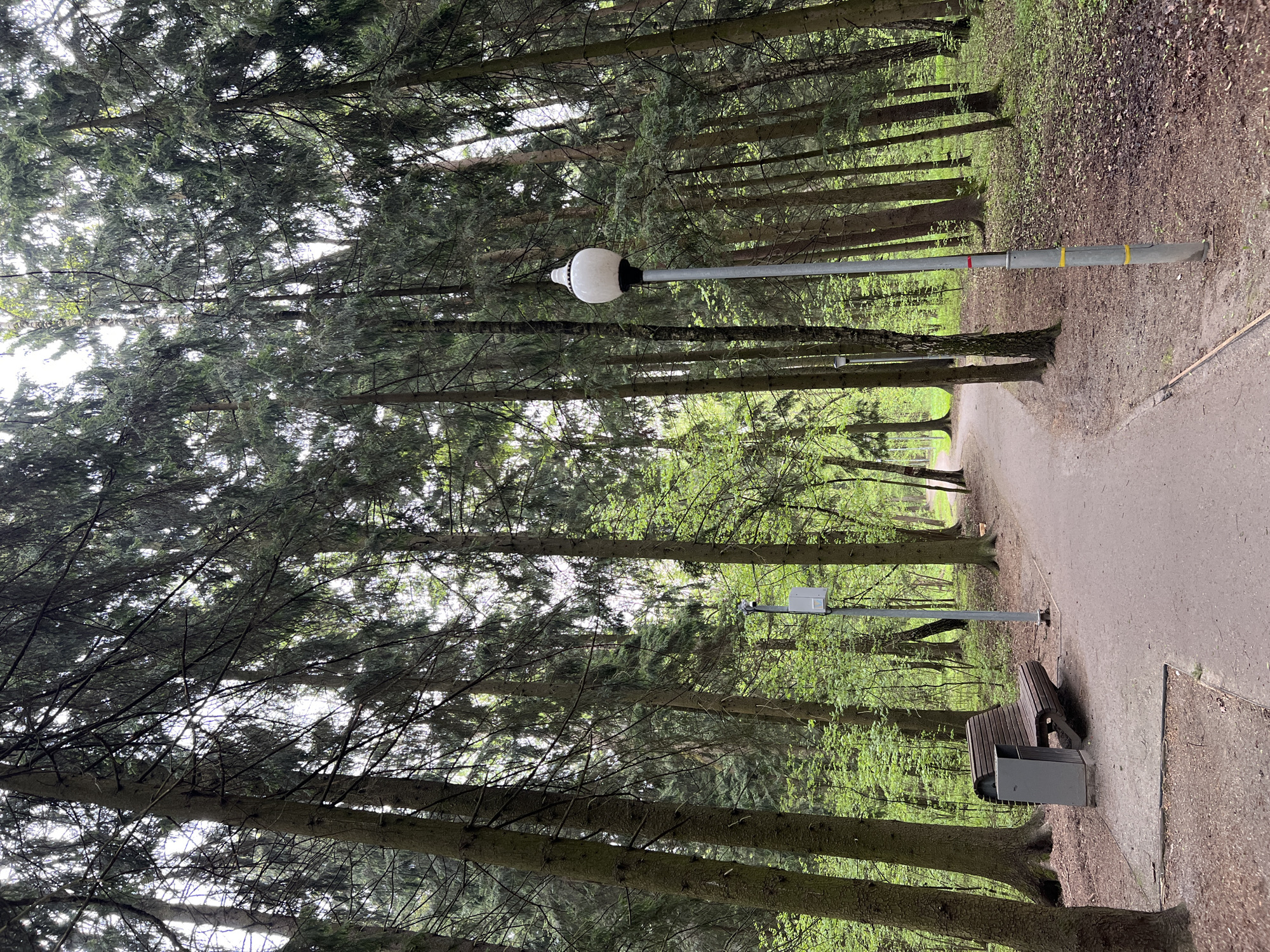 The image depicts a park in Vnukovo, Russia. Tall coniferous trees line both sides of a paved pathway, creating a shaded canopy. A lamppost with a white spherical light is visible. Along the pathway, a wooden bench and a gray trash receptacle are present. Sunlight filters through the trees, illuminating the path and foliage. The ground is covered with a mix of dirt, leaves, and asphalt.