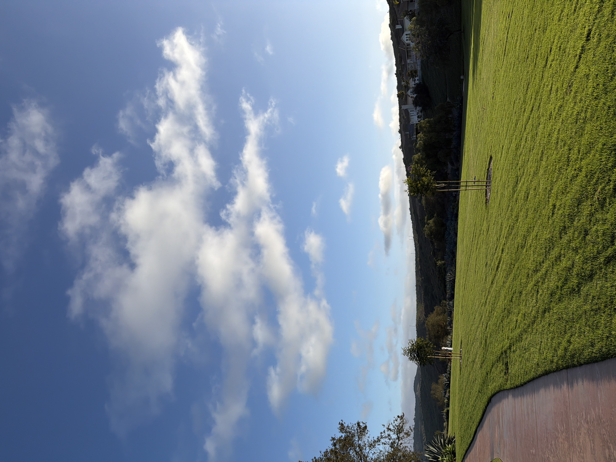 This image depicts a well-maintained park in Aliso Viejo, California. A curved, reddish-brown paved walkway borders the left side of the frame, leading into a vast expanse of vibrant green grass. The lawn is meticulously cut and appears to be bathed in the warm light of late afternoon or early morning sun.
In the mid-ground, a young, slender tree stands centered in the grassy area, its thin trunk supported by two stakes and a circular mulch bed at its base. Further back, a larger, mature tree with a fuller canopy is visible to the left of the smaller tree. In the distance, a line of houses with light-colored walls and dark roofs are nestled on a gentle, tree-covered slope. The sky above is a brilliant blue, punctuated by scattered, fluffy white clouds, some of which are illuminated by the sun. The overall scene conveys a sense of tranquility and suburban order.