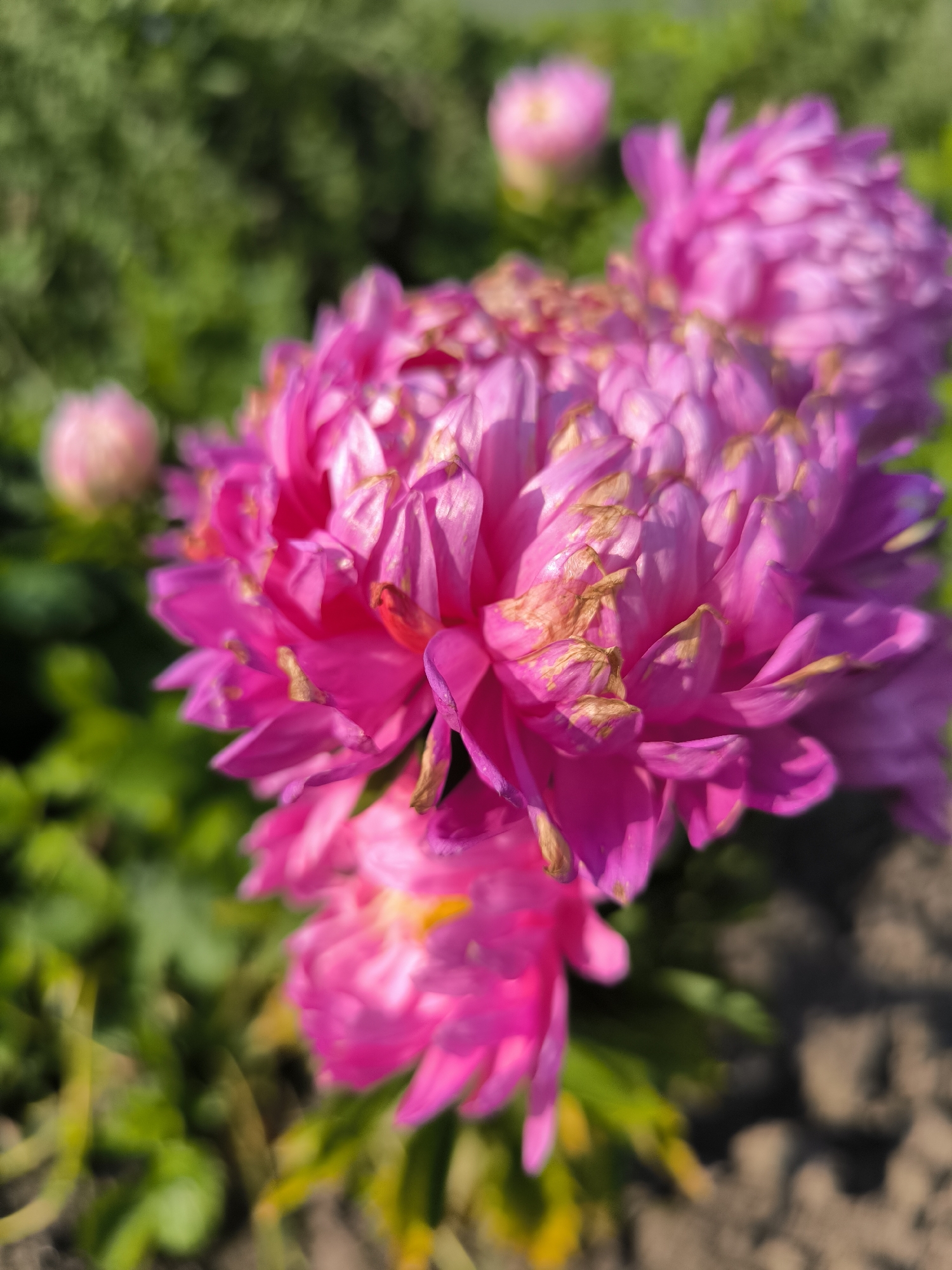 The image displays a close-up of several pink aster flowers, some in full bloom and others as buds, in a garden setting. The flowers exhibit multiple layers of delicate petals, with some outer petals showing signs of browning and wilting. The background is a soft blur of green foliage and dark soil, indicating an outdoor environment. The lighting suggests it is daytime, with sunlight casting subtle shadows on the petals. The flowers appear to be planted in the ground, with hints of soil visible at the bottom right of the frame. There are no people or visible actions in the image. The scene is located in the city of Nizhniye Vyazovye, Russia.