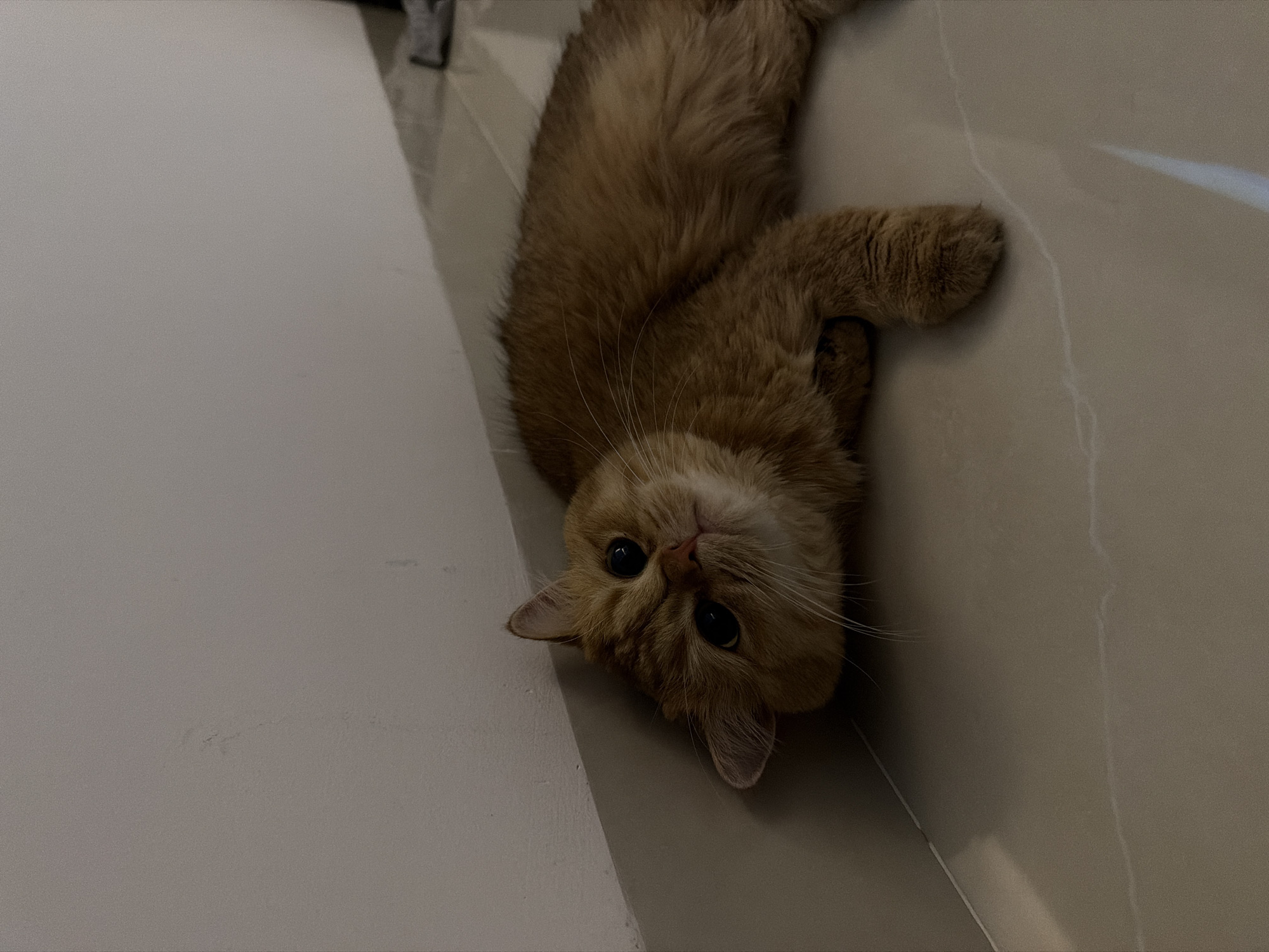 A ginger cat is lying on its side on a tiled floor, with its head resting against a light-colored wall. The cat's eyes are open, and it is looking directly at the camera. The cat's fur is fluffy, and its body is relaxed. The environment appears to be indoors, possibly in an apartment or house. There is no indication of the specific location within the city of Đà Nẵng, Vietnam. The scene is static and does not depict any actions or interactions.