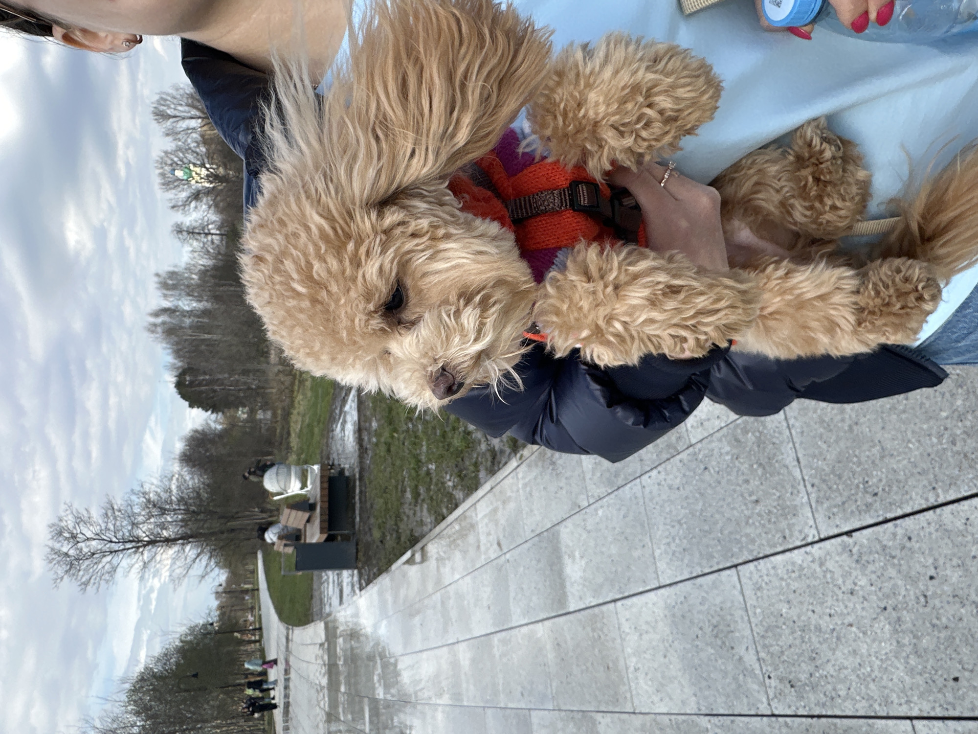 A person holds a tan poodle dog, with its forepaws draped over the person's light blue jacket. The dog wears a striped harness. The person wears a navy blue jacket over the blue one. A water bottle is visible in the background. They are outside, on a paved surface that looks wet. Benches, trees, and other people can be seen in the background, suggesting a park. The photo appears to be taken in Grebnevo, Russia.