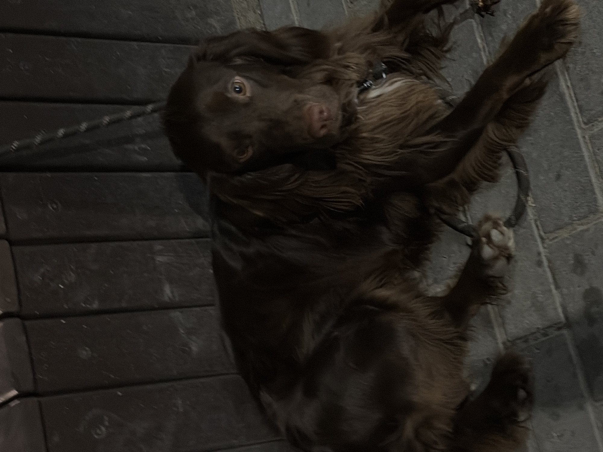 A dark brown dog with long, wavy fur is lying down on a paved surface in front of a dark, ribbed wall. The dog is looking directly at the camera with light brown eyes. Its nose is a dark pinkish-brown. The dog has a white patch of fur on its chest and is wearing a black collar. The lighting suggests it is dusk or nighttime. The setting appears to be outdoors, possibly a patio or walkway.