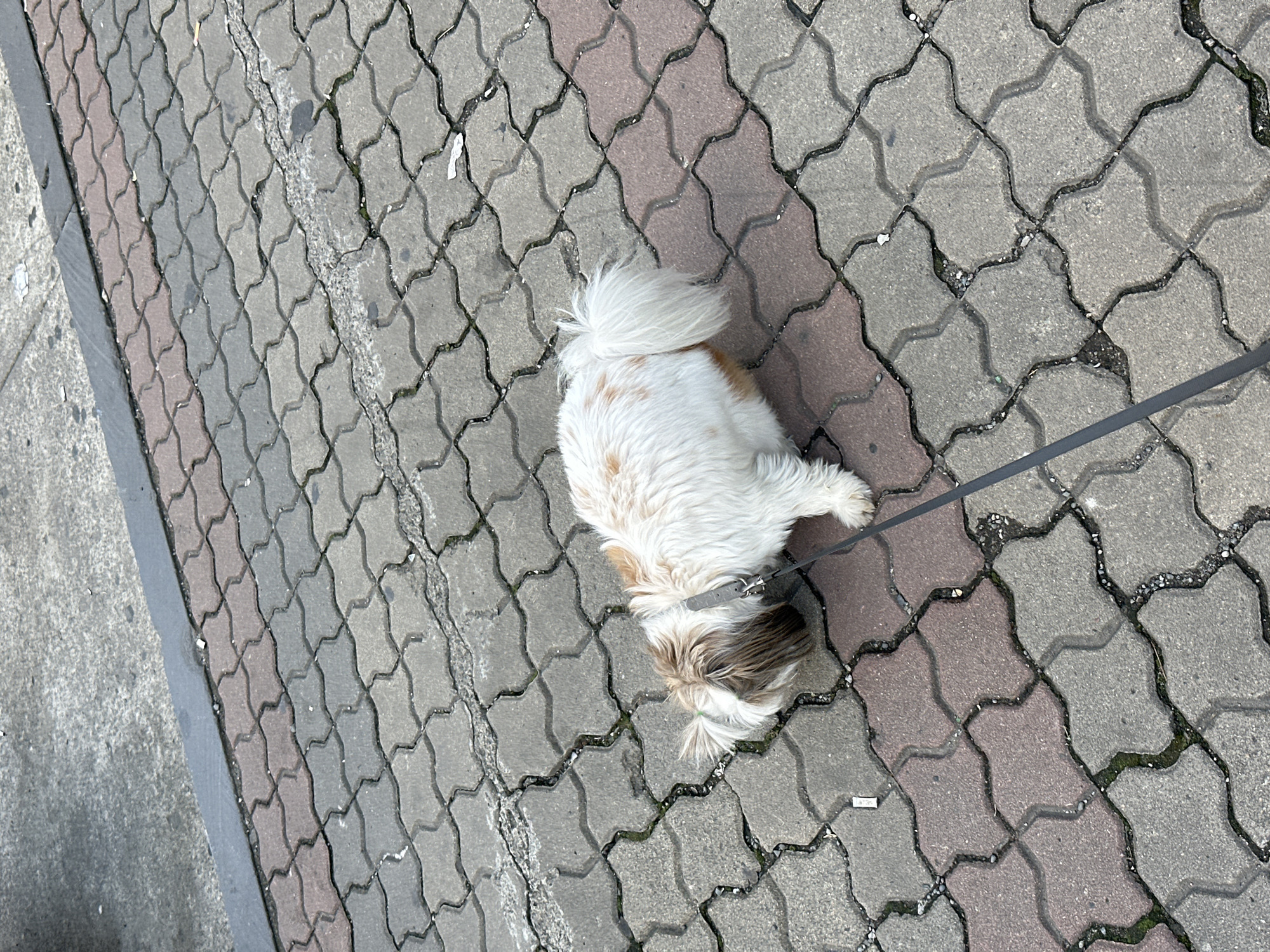 An overhead shot shows a small, fluffy Shih Tzu dog on a leash sniffing the ground on a sidewalk paved with interlocking, wave-shaped bricks in muted red and grey tones. The dog is predominantly white with patches of brown and tan fur on its head and back, and a bushy tail. A thin, dark grey leash is attached to a grey collar around its neck. The sidewalk is cracked in places, with some moss and debris visible in the crevices. In the upper left corner, a section of grey concrete pavement runs parallel to the brickwork, separated by a dark grey curb. The overall scene depicts a typical urban environment, likely a street in Batumi, Georgia, on an overcast day, given the diffuse lighting and lack of harsh shadows.