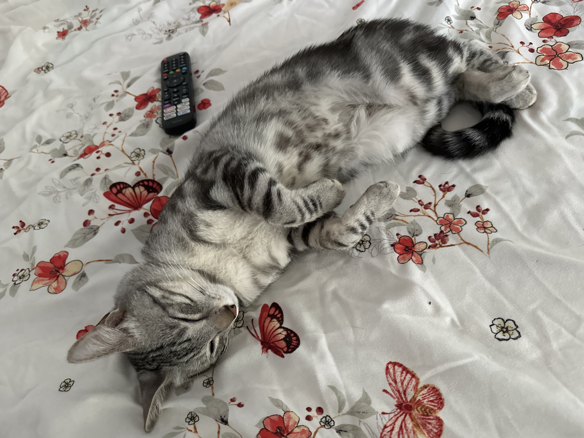 A silver tabby cat is sleeping on a white comforter with a floral and butterfly pattern. The cat is lying on its side, curled up with its paws tucked in. Its eyes are closed, and its ears are perked slightly. A black remote control is lying on the comforter next to the cat's head. The scene is indoors, likely in a bedroom. There is no information in the image to suggest the location is in the city of Târgu Neamț, Romania.