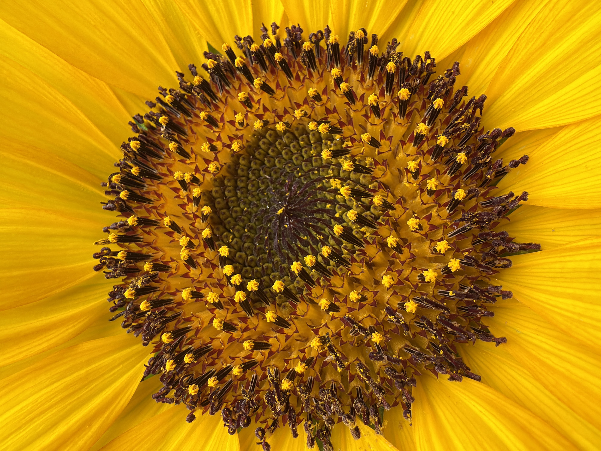 This is a close-up, high-angle shot of the center of a sunflower. The image showcases the intricate details of the sunflower's disk florets, which are arranged in a spiral pattern. The florets are a deep brown to black, tipped with bright yellow pollen. Surrounding the disk is a ring of ray florets, which are broad and elongated, radiating outwards in a vibrant yellow. The petals have fine, parallel veins running through them, giving them a textured appearance. The background is a solid, bright yellow, creating a stark contrast with the darker center. The lighting is even, highlighting the textures and colors of the flower. There are no people or discernible man-made objects in the image. The environment is that of a natural, outdoor setting, likely a garden or field where sunflowers are grown. The location in Gulyantsi, Bulgaria is not depicted in this image.