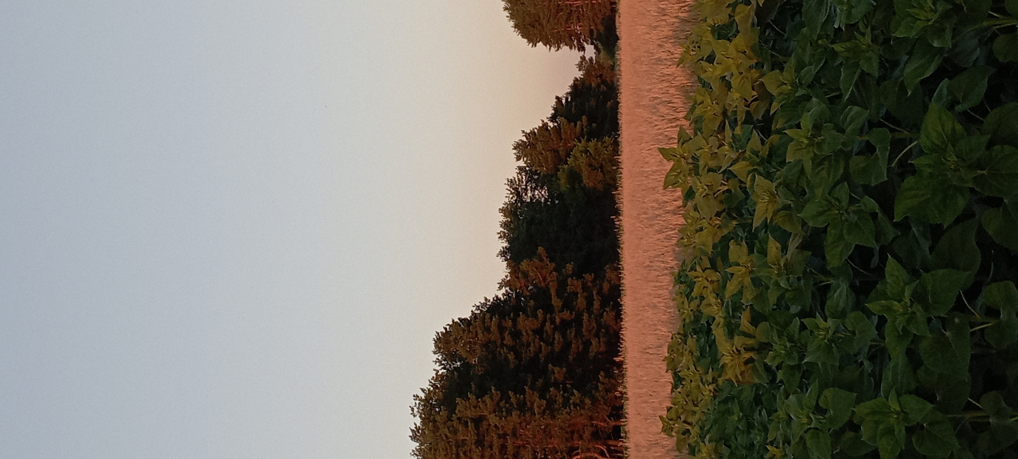 In Radisne, Ukraine, a vertical, full-frame photograph captures a landscape scene during what appears to be twilight. The upper portion of the image is dominated by a clear, pale blue sky, transitioning to a faint peach hue near the horizon. Below the sky, a dense line of evergreen trees, primarily pine, forms a dark silhouette against the sky, with some trees illuminated by warm, setting sun. In the mid-ground, a field of wheat or similar grain crop stretches horizontally, its stalks a pale golden-brown, catching the soft light. In the foreground, a cluster of lush green plants, possibly sunflowers in their early growth stage, fills the bottom of the frame, their broad leaves a vibrant contrast to the more muted tones behind them. The overall impression is one of peaceful rural tranquility.