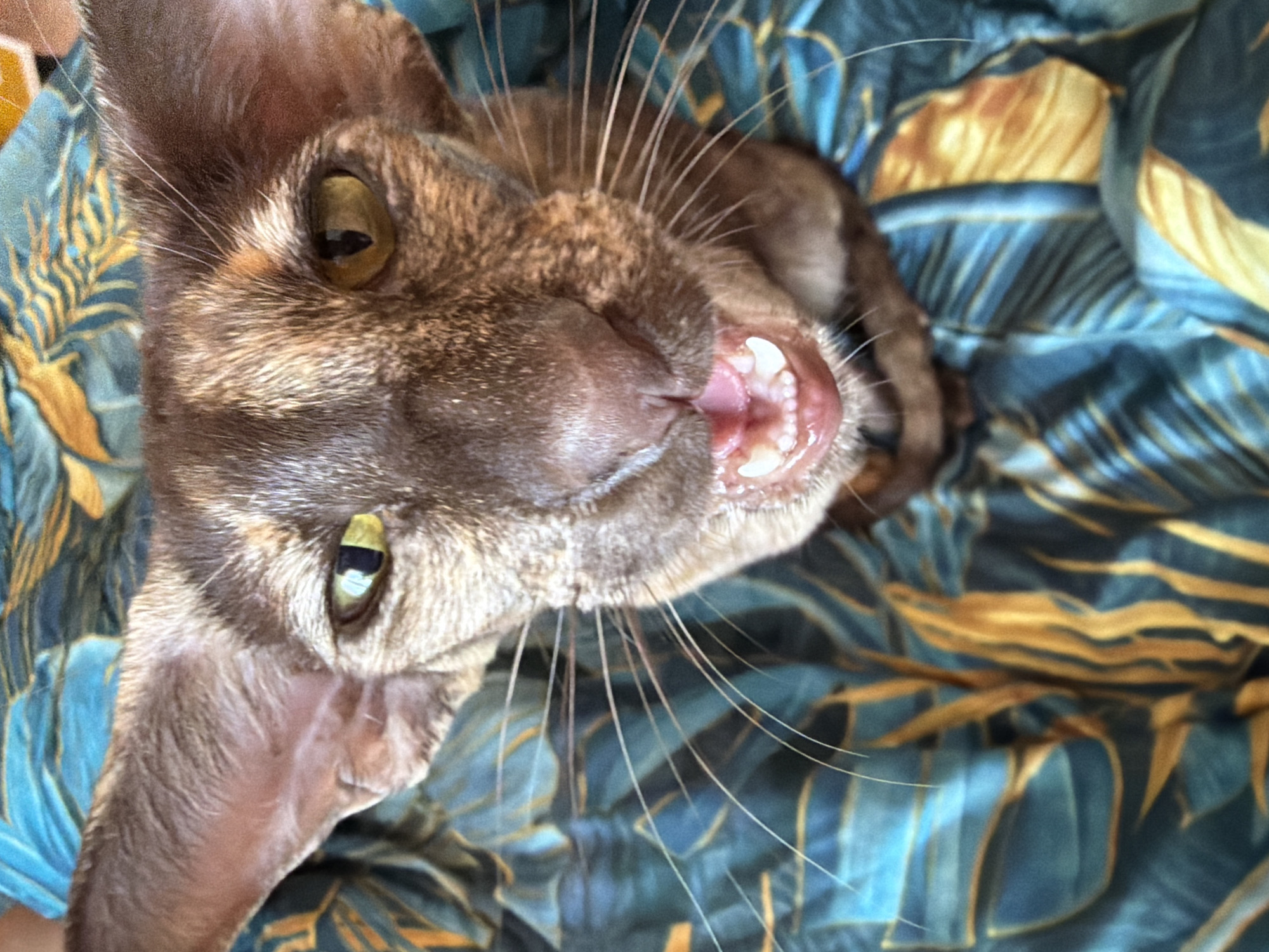 A close-up, tilted shot shows a brown cat with green eyes, large ears, and prominent whiskers, lying on a patterned blue and gold fabric. The cat's mouth is slightly open, revealing its teeth and tongue. The location in the city of Chaikovsky, Russia is not discernible from the image.