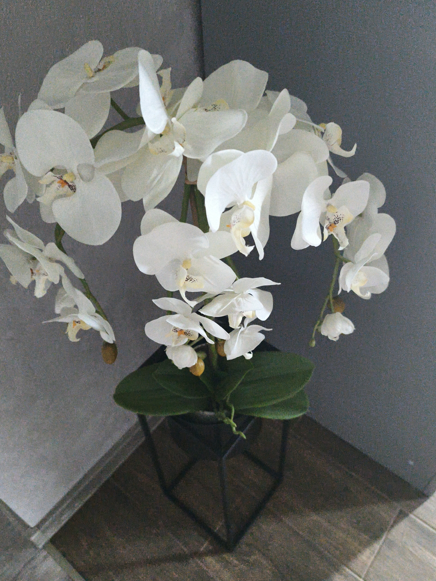 The image displays an artificial orchid plant (Phalaenopsis type) situated in an indoor corner, with the scene identified as being in the city of Brodi, Latvia. The plant features numerous white blossoms, varying in size and stage of development, arranged on several green stems. Each prominent white flower exhibits a distinct yellowish-orange and dark speckled central column. Below the flowering stems, several broad, dark green leaves are visible, emerging from a dark, geometric-patterned pot or stand. This pot rests on a floor composed of dark wooden planks or tiles, oriented diagonally within the frame. The background consists of two smooth, light-grey walls meeting in the upper-left, forming an interior corner. The overall lighting is soft and even, highlighting the plant's white flowers against the muted grey and brown tones of the room. No individuals or animate subjects are present in the static scene.