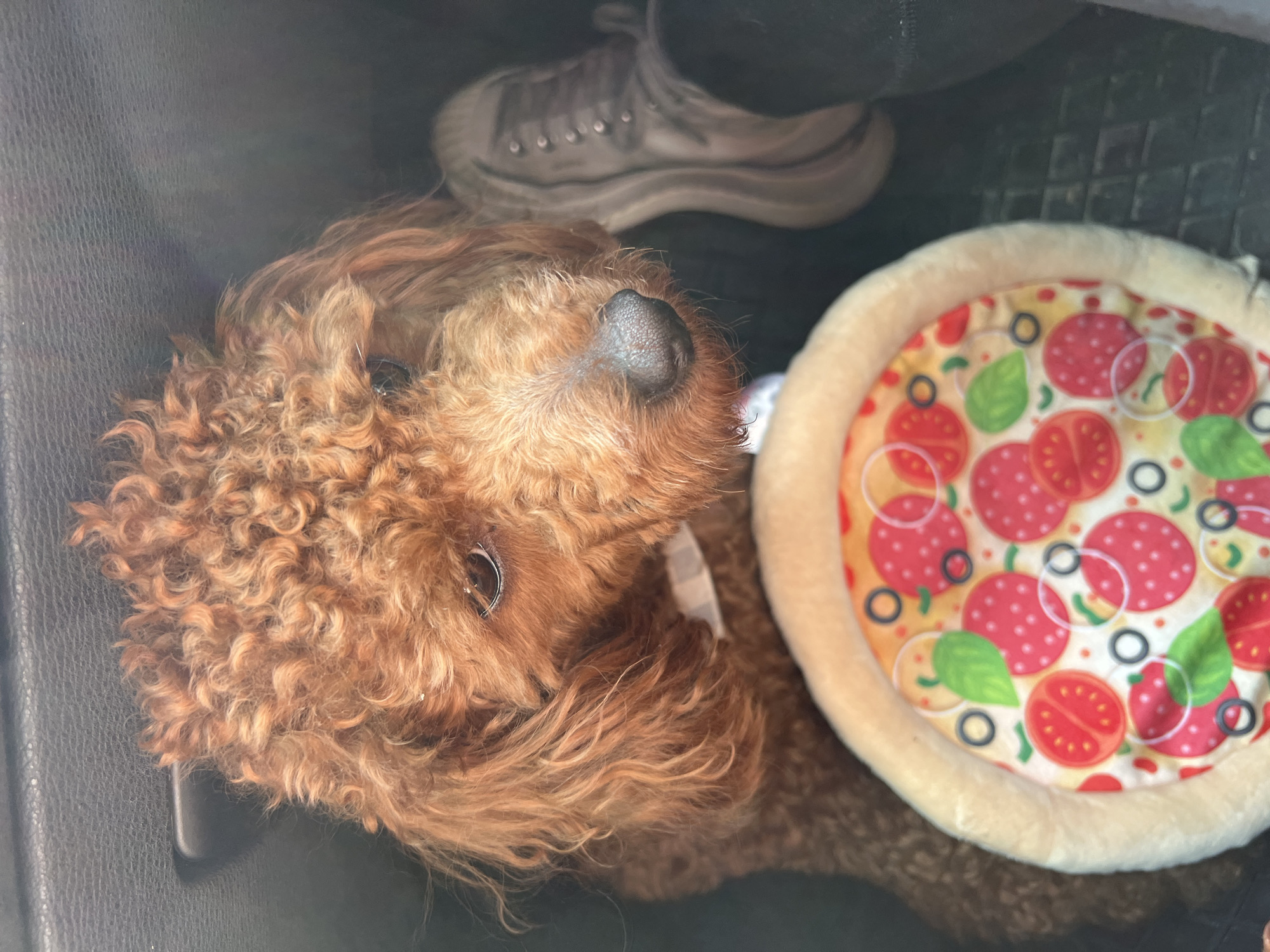 A brown, curly-haired poodle is lying in what appears to be the cargo area of a vehicle. The dog is next to a round, stuffed pizza-shaped dog bed. Part of a grey sneaker is visible in the upper portion of the image. The scene takes place indoors, likely inside the vehicle. There is no evidence to suggest this image was taken in Beli Osam, Bulgaria.