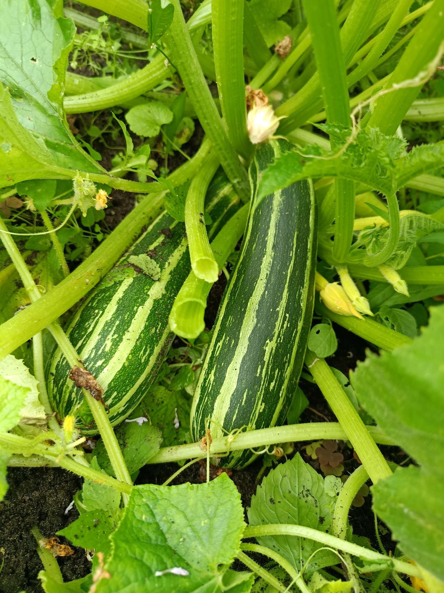 The image shows two striped zucchini, one larger than the other, growing on a plant with large green leaves and thick stems. The zucchini are elongated and have a pattern of dark green and lighter green stripes. Some yellow zucchini flowers are visible on the plant. The ground beneath the plant is dark soil. The scene appears to be a garden or farm setting. The location is identified as Verezya, Russia.
