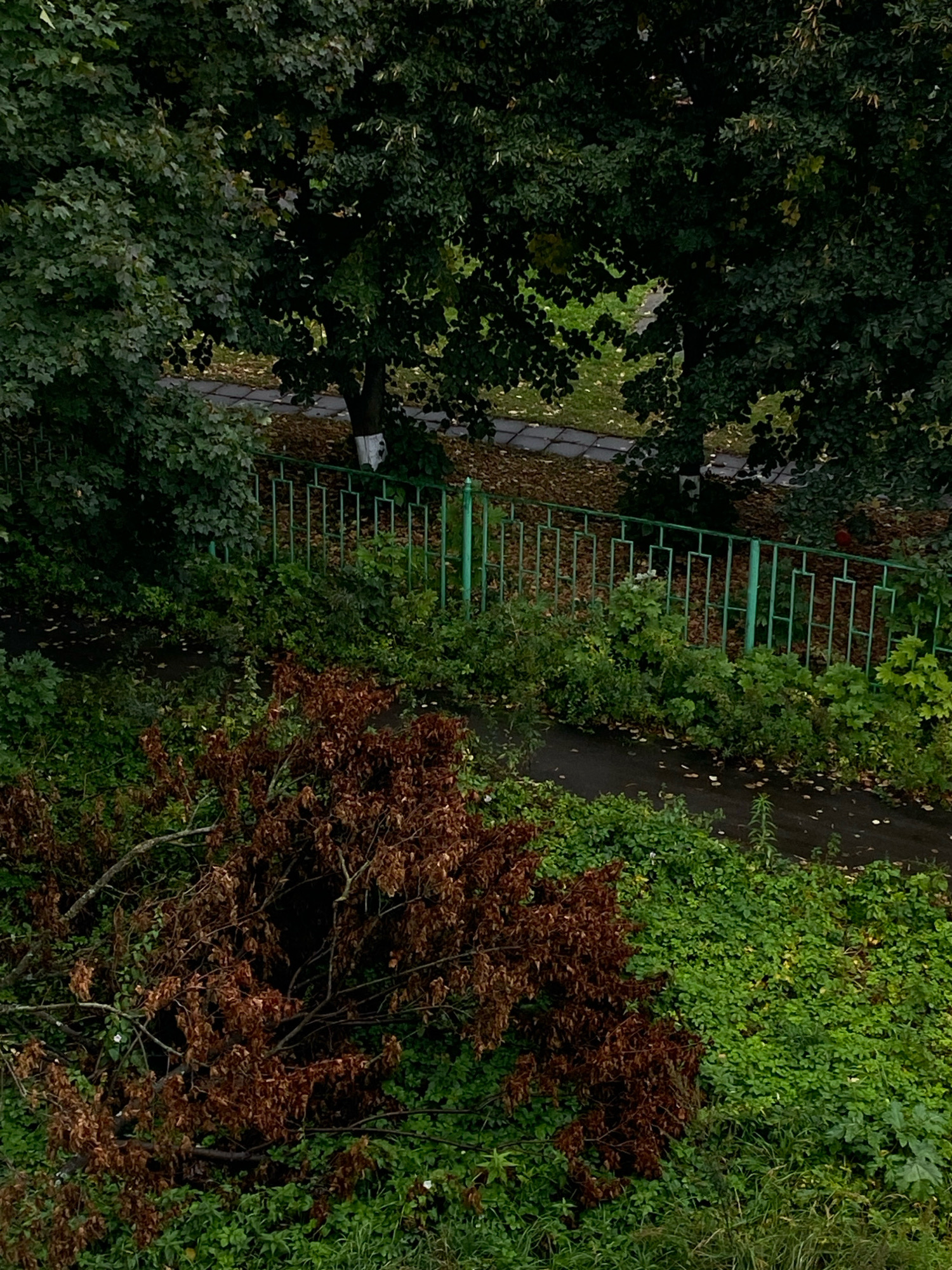 An aerial view shows a section of a park in Ivanteyevka, Russia, on an overcast day. Lush green trees with dense foliage dominate the upper half of the frame, casting shadows on a paved pathway below. A green metal fence with a decorative pattern runs along the pathway, separating it from an area with more vegetation. In the foreground, a fallen tree branch, its leaves brown and dry, lies amidst vibrant green undergrowth. Scattered leaves litter the pathway, suggesting it is autumn. The scene is devoid of human presence, with no discernible actions or interactions.