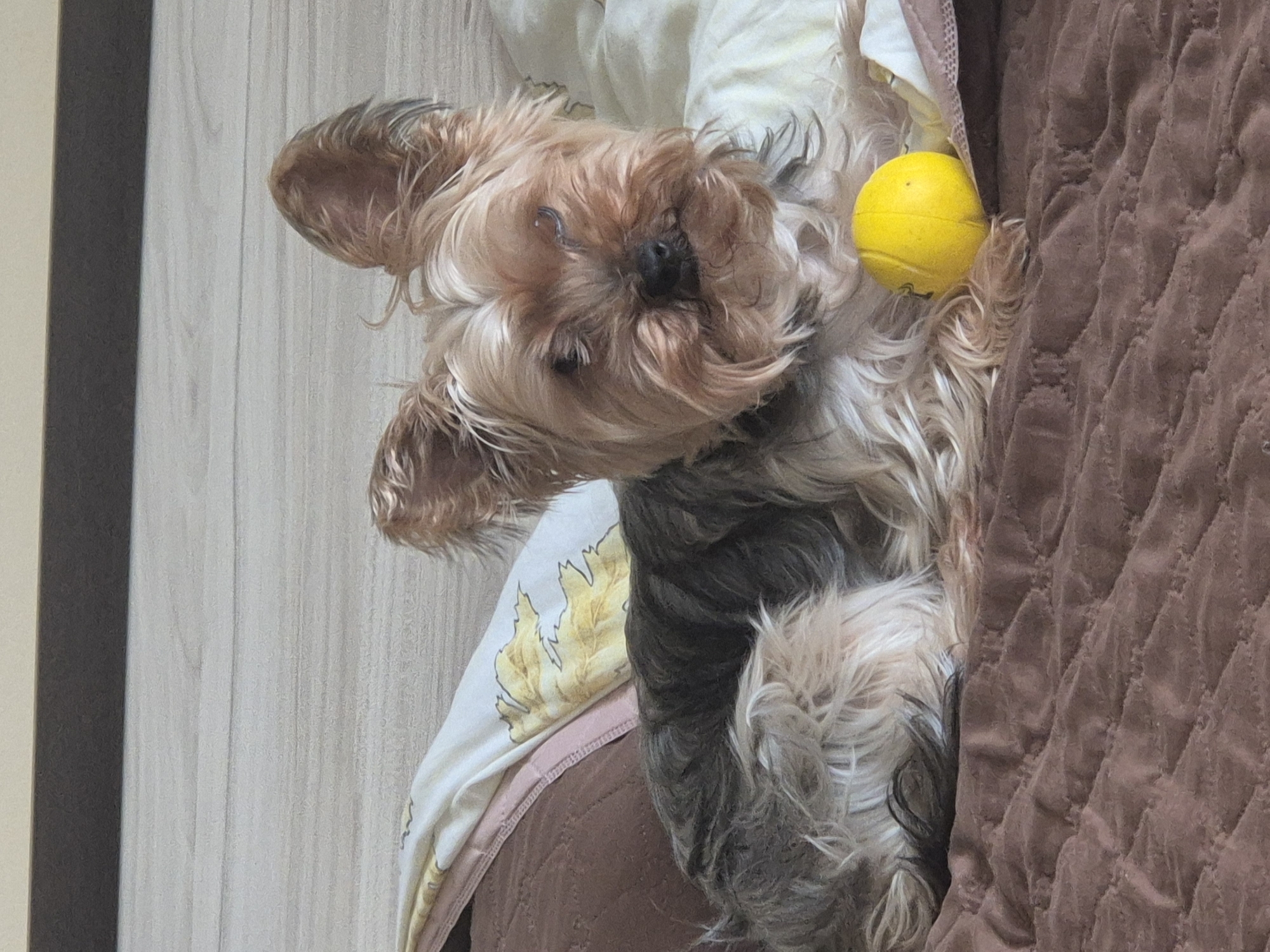 A tan and gray Yorkshire Terrier dog rests on bedding of white fabric with yellow floral patterns and brown quilted fabric. A yellow ball is near the dog's head. The location is not specified.