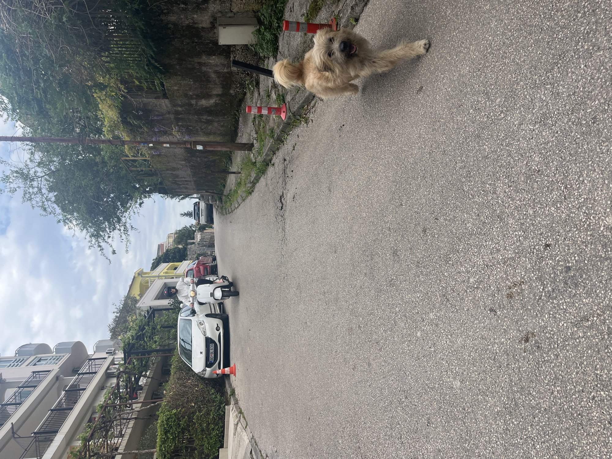 The image, rotated 90 degrees counter-clockwise, depicts a bright daytime street scene in what appears to be a residential area. A fluffy, light-colored dog, possibly a terrier mix, with its tongue slightly out, is captured in motion in the foreground, running on the paved asphalt road towards the viewer. Two red and white striped traffic cones are visible on the sidewalk next to the dog, with another further down the street near a parked car.
The street slopes gently upwards and is lined with buildings, trees, and vegetation. On the left side of the street, multi-story buildings with balconies and air conditioning units are visible, some featuring yellow and white facades. Along the right side of the road, concrete walls are covered in dense green ivy, with patches of purple flowers (likely wisteria) clinging to them. Utility poles and an electrical box are also present along this side.
Further down the street, a white Peugeot 208 car is parked with the license plate "BD 18-BL-639" clearly visible. Next to the car, a person wearing a white jacket and a helmet is riding a white scooter or moped. Other vehicles, including a red car and a white van, can be seen further in the background. The sky above is partly cloudy, indicating clear weather. The overall impression is that of a typical street scene in a Mediterranean town, consistent with Budva, Montenegro.