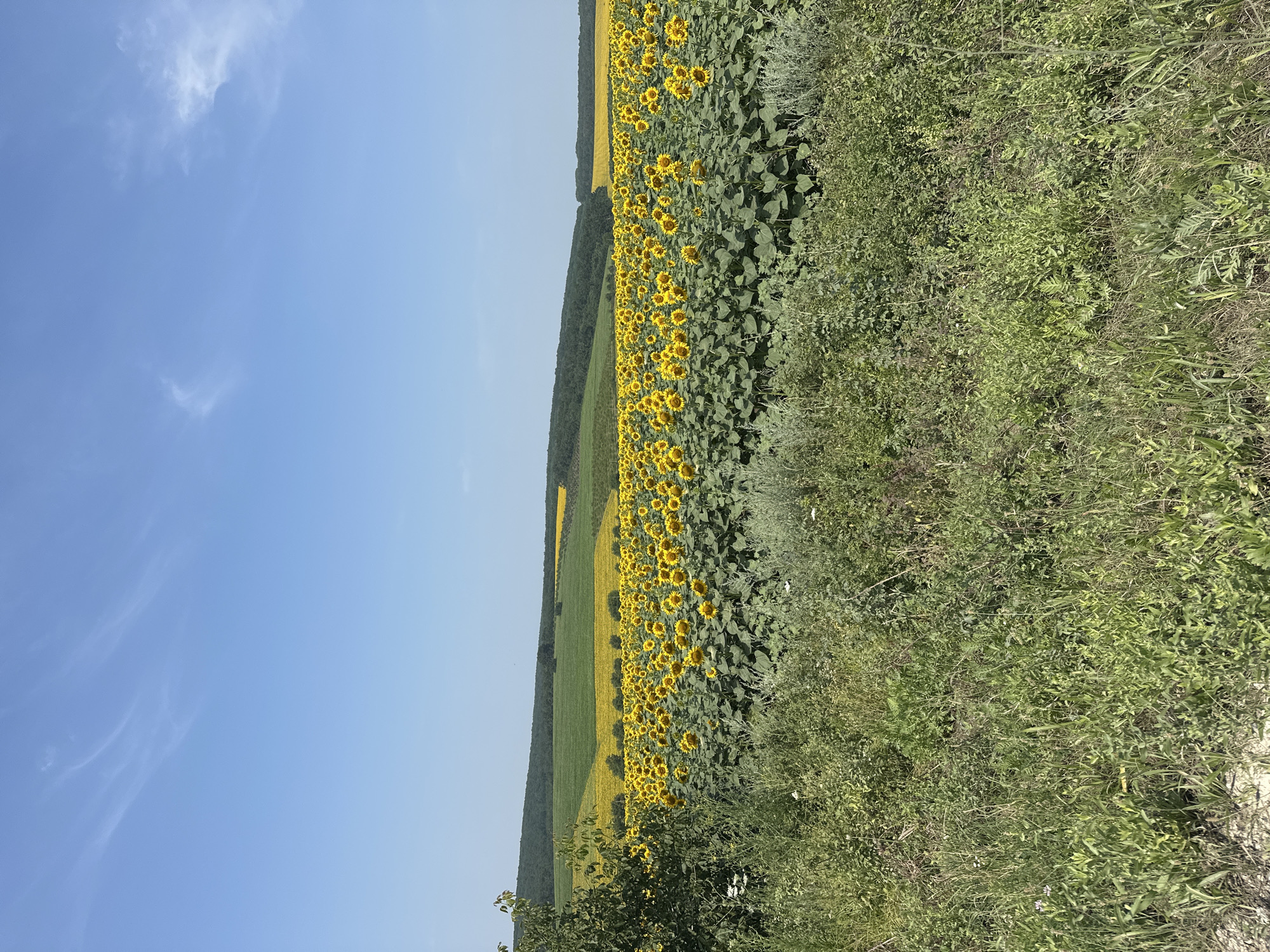 This is a landscape photograph taken on a sunny day, likely in the rural outskirts of Piscărești, Moldova. The foreground is dominated by a dense area of wild green vegetation, including tall grasses and various leafy plants, some of which have small white flowers. To the left, a portion of a leafy green tree is visible, its branches extending into the frame.
The midground features a vast, vibrant field of sunflowers stretching towards rolling hills. The sunflowers are in full bloom, their bright yellow petals facing upwards, creating a striking contrast against the lush green foliage of their leaves. Beyond the sunflower field, there are layered hills covered with green trees and some areas of yellow crops, suggesting a diverse agricultural landscape.
The background consists of a clear, light blue sky with a few wispy white clouds. The overall impression is one of a peaceful, rural setting in nature, bathed in bright daylight. There are no people or animals visible in the image. The composition emphasizes the natural beauty of the landscape, with a particular focus on the extensive sunflower field.