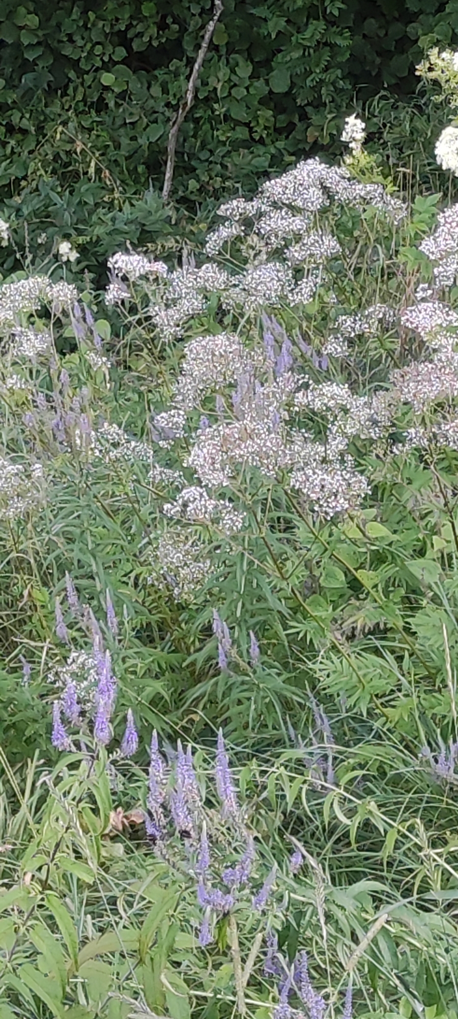 The image depicts a dense, overgrown patch of wild flora, characterized by a variety of flowering plants and lush green foliage. In the foreground and midground, clusters of white, umbelliferous flowers are prominent, their delicate blooms forming dense heads atop slender stems. Interspersed among these white flowers are spikes of smaller, purple-blue flowers, which appear to be a different species. The plants are densely packed, creating a wild and untamed appearance. Green leaves of various shapes and sizes are abundant, some broad and lobed, others long and slender, contributing to the overall textured and layered look of the vegetation. Thin, dry stalks and branches are also visible, adding a rustic element to the scene. The environment appears to be natural and uncultivated, suggesting a rural or wild setting. There are no visible signs of human presence or man-made structures within the frame. The lighting suggests it may be daytime, with some shadows cast by the dense foliage. There are no discernible actions or interactions occurring among any subjects in the image.
