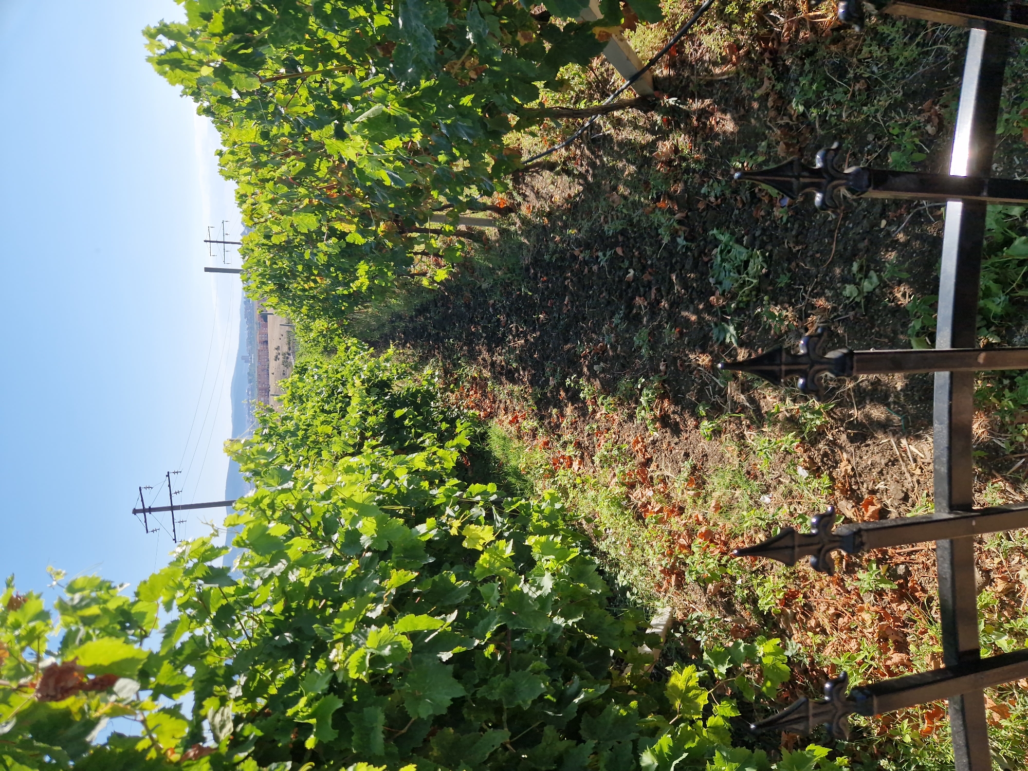 The image depicts a vineyard with rows of grapevines under a clear blue sky. In the foreground, a black metal fence with ornate finials runs horizontally across the bottom of the frame. The vineyard path between the rows is covered with dark soil and fallen leaves. In the middle ground and background, telephone poles with wires are visible, and a distant, hazy town is present on the horizon. The scene is set outdoors during daylight.