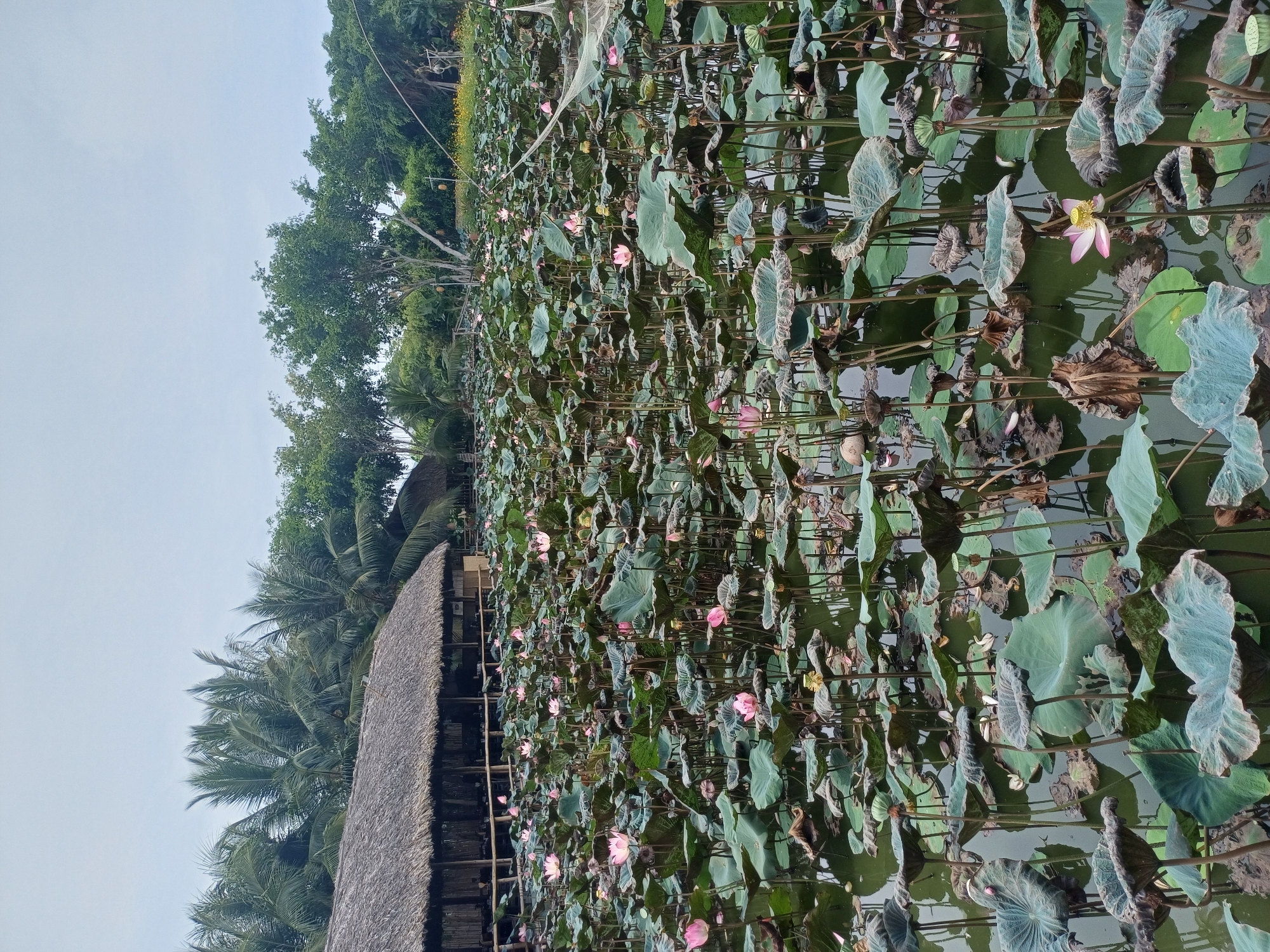The image depicts a tranquil lotus pond with a thatched-roof building in the background. The pond is densely covered with large green lotus leaves, interspersed with delicate pink lotus flowers in various stages of bloom. The water is calm and reflects the overcast sky. To the left, a rustic building with a thatched roof and bamboo supports is visible, suggesting a possible restaurant or a resting area. Behind the building, palm trees and other lush greenery create a tropical backdrop. The scene appears to be located in a natural or semi-natural setting, likely in the outskirts of Nha Trang, Vietnam, given the presence of palm trees and the architectural style. The overall atmosphere is serene and picturesque, highlighting the beauty of nature. There are no people visible in the image, and no actions or interactions are taking place.