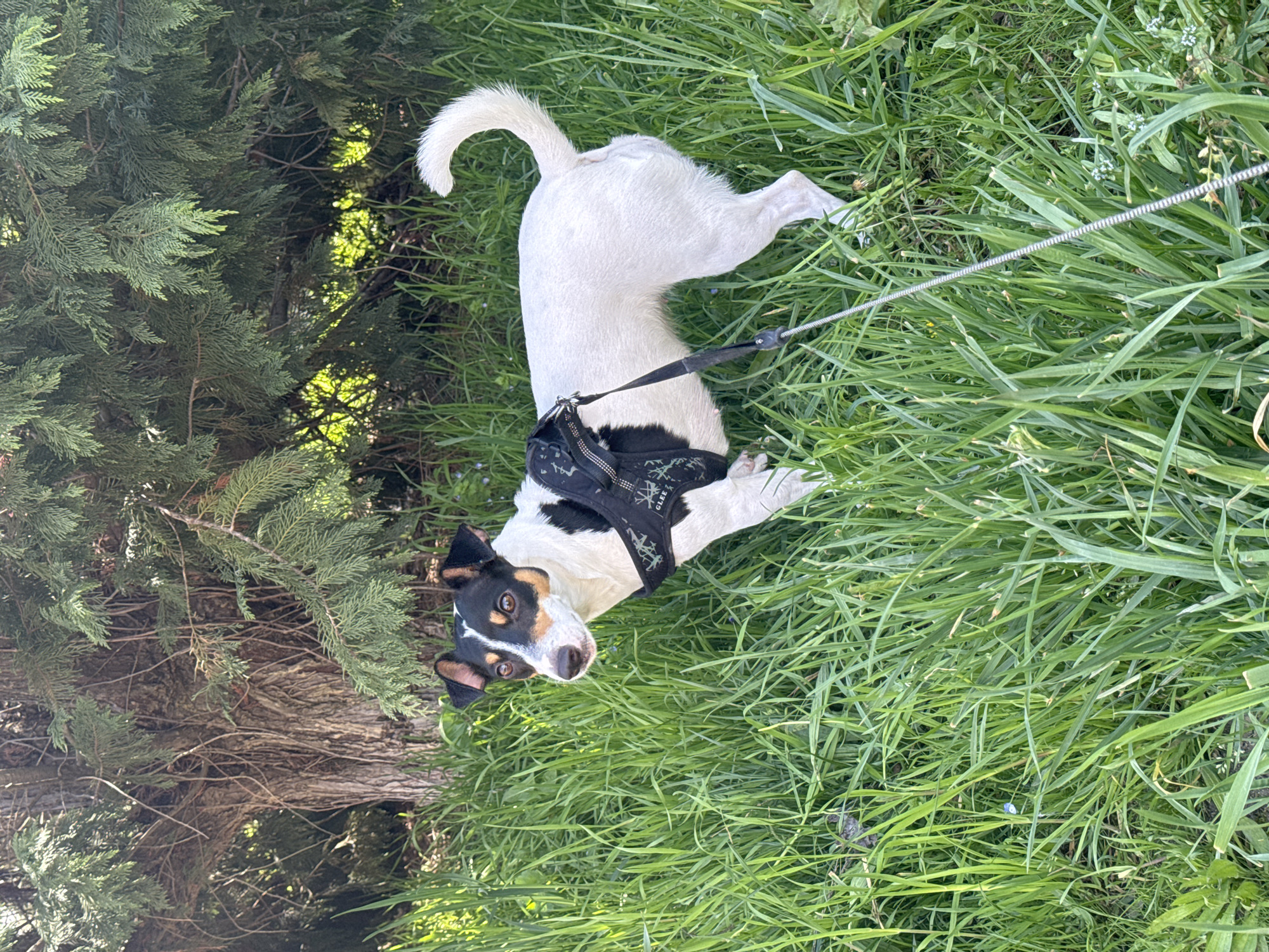This outdoor photograph captures a curious dog in a vibrant green setting under bright daylight. The primary subject is a medium-sized dog, resembling a Jack Russell Terrier mix, with a mostly white body and distinctive black and tan markings on its head and ears. Its bright brown eyes are fixated on the camera, conveying an alert and engaged expression. The dog wears a black harness with a subtle patterned design, upon which the word "GLEE" is visible in white text. A silver leash extends from the harness, disappearing towards the right side of the frame.
The dog stands amidst lush, tall green grass that covers the ground. To the left of the frame, a dense evergreen tree, possibly a cypress or juniper, dominates with its textured brown trunk visible at its base and branches extending upwards and into the background. Sunlight filters through the foliage, creating bright highlights and casting soft shadows. The overall impression is one of a pleasant outdoor walk, likely in a park or natural area. The image suggests a sunny day with clear weather in Varna, Bulgaria.