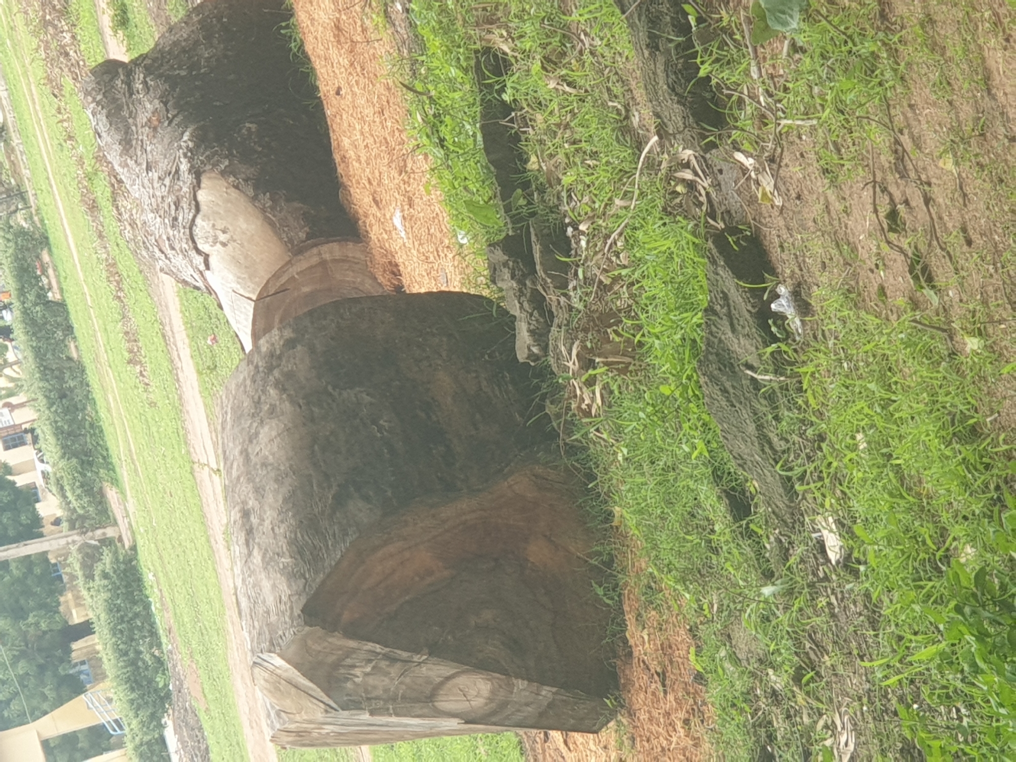The image depicts a large, fallen tree trunk lying on the ground in an outdoor setting, likely in the city of Jalingo, Nigeria. The trunk has been cut into sections, with the end of one section visible in the foreground. The cut end shows the circular grain of the wood, and the outer bark is rough and textured. The tree is surrounded by grass and what appears to be sawdust or wood shavings. In the background, there are buildings and trees, suggesting an urban or semi-urban environment. The overall scene appears to be one of tree removal or deforestation.