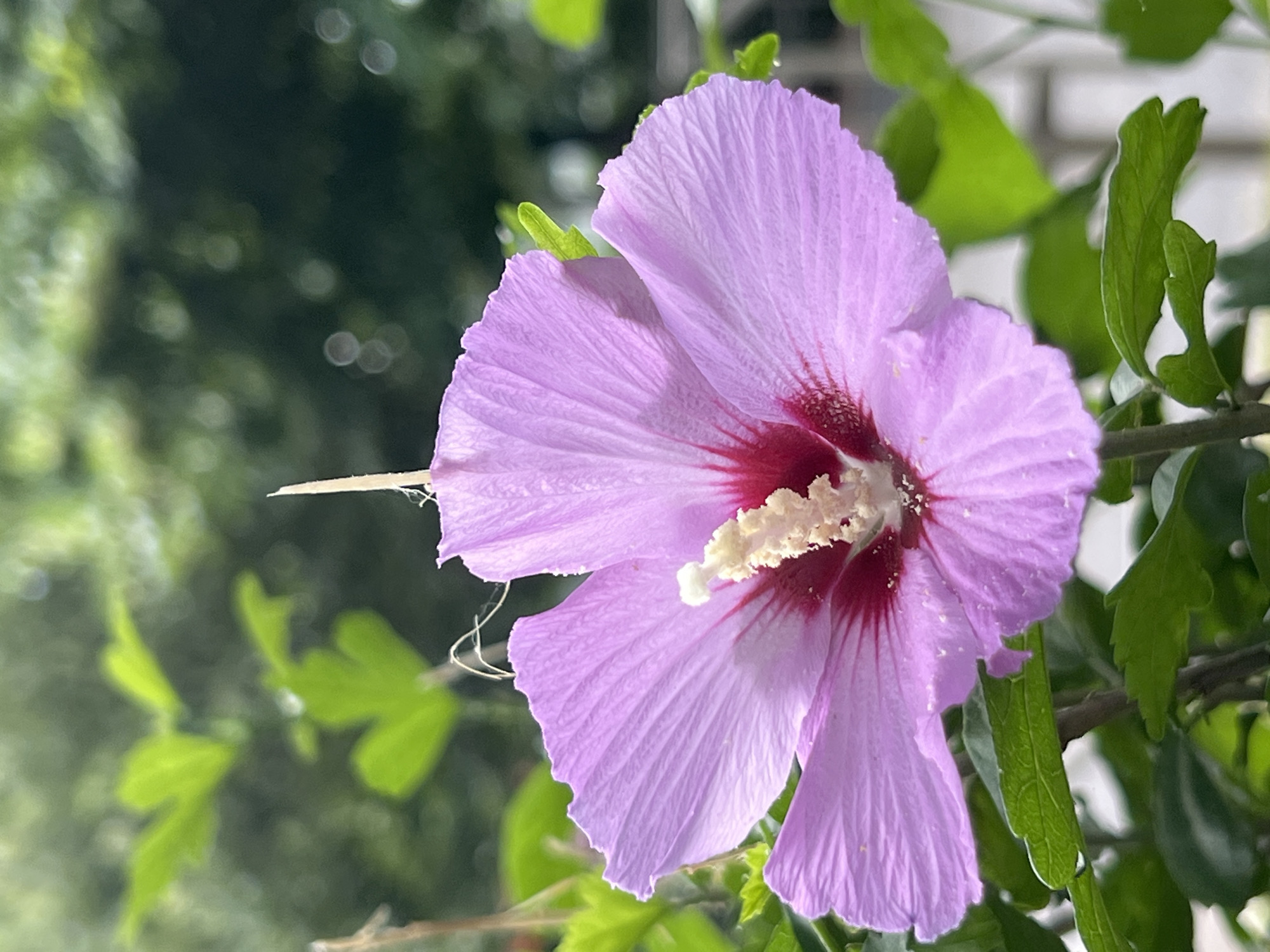 A close-up, vertical, outdoor shot captures a single, light purple hibiscus flower in full bloom, facing slightly left of center. The flower's petals are delicately veined and have a ruffled edge. At the center of the flower, a cluster of bright red stamens surrounds a light-colored pistil. Green leaves and branches are visible in the foreground and midground, some slightly out of focus. The background is a soft blur of green foliage and some bokeh lights, suggesting a garden or natural setting. The scene appears to be in Krasnodar, Russia, on a clear day. There are no people or animals present.