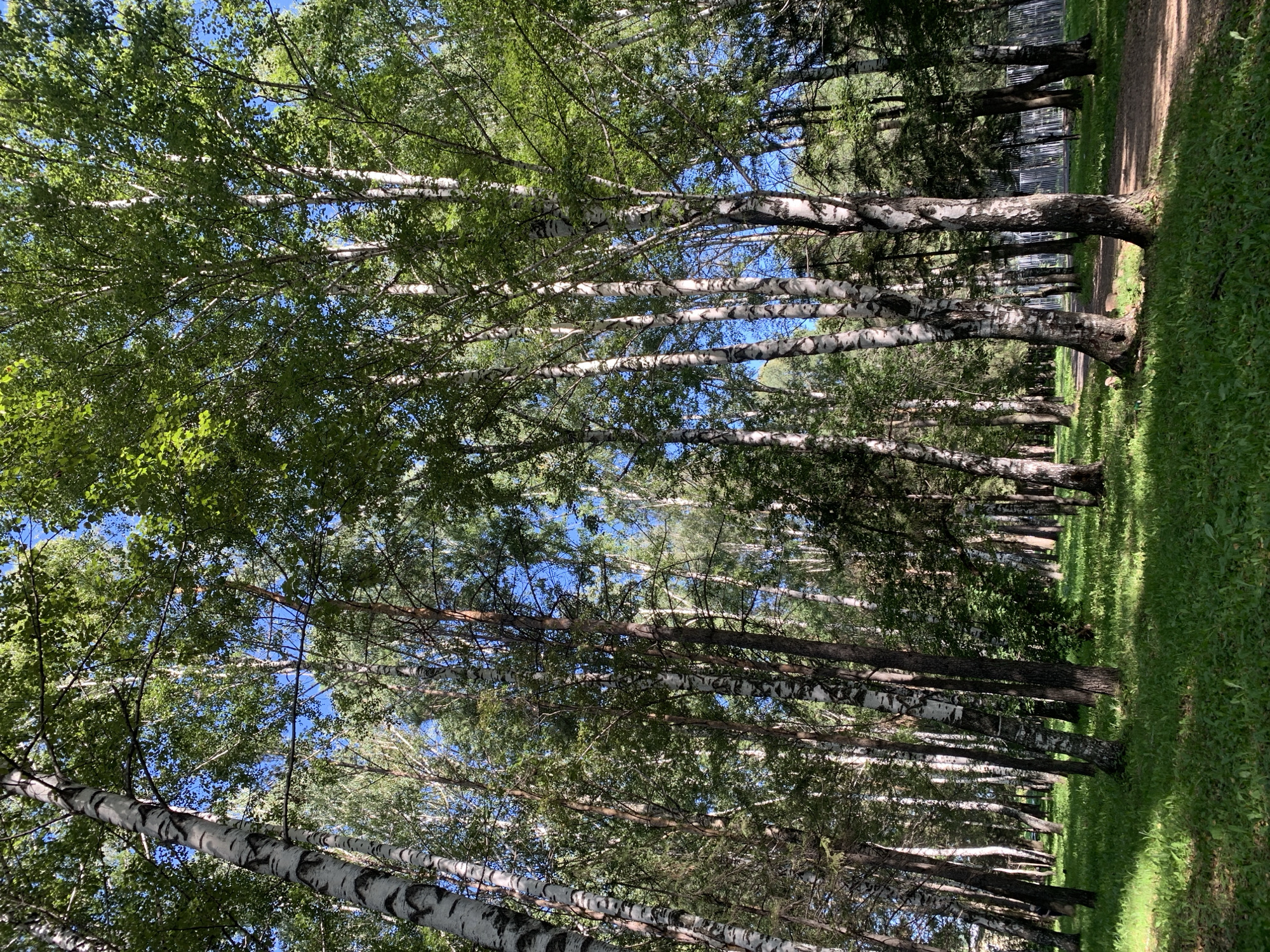 A sun-dappled birch forest in Prokopyevsk, Russia, is depicted from a low-angle perspective, looking upwards through the dense canopy. The trees, characterized by their distinctive white bark with black markings, dominate the scene, their leaves a vibrant green against a clear blue sky. Sunlight filters through the leaves, creating patches of light and shadow on the lush green grass carpeting the forest floor. A dirt path winds through the trees on the right side of the frame. The atmosphere is serene and natural, conveying the quiet beauty of a woodland environment within the city.