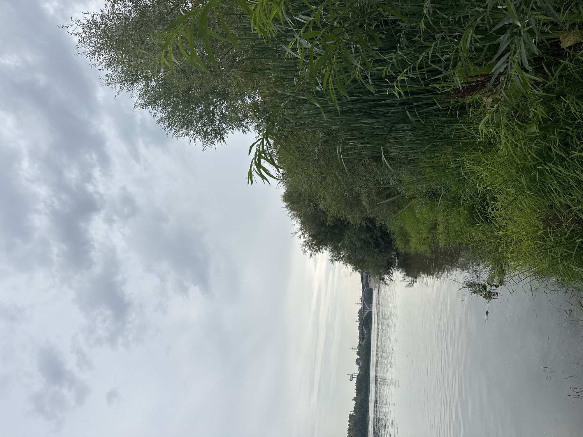 The image shows a view of the Biya River in Biysk, Russia. The river is calm and reflects the overcast sky. The left bank of the river is lined with lush green vegetation, including tall reeds and trees. In the distance, a bridge can be seen spanning the river, along with some industrial structures and power lines. The overall atmosphere is serene and natural, with a hint of urban development on the horizon.