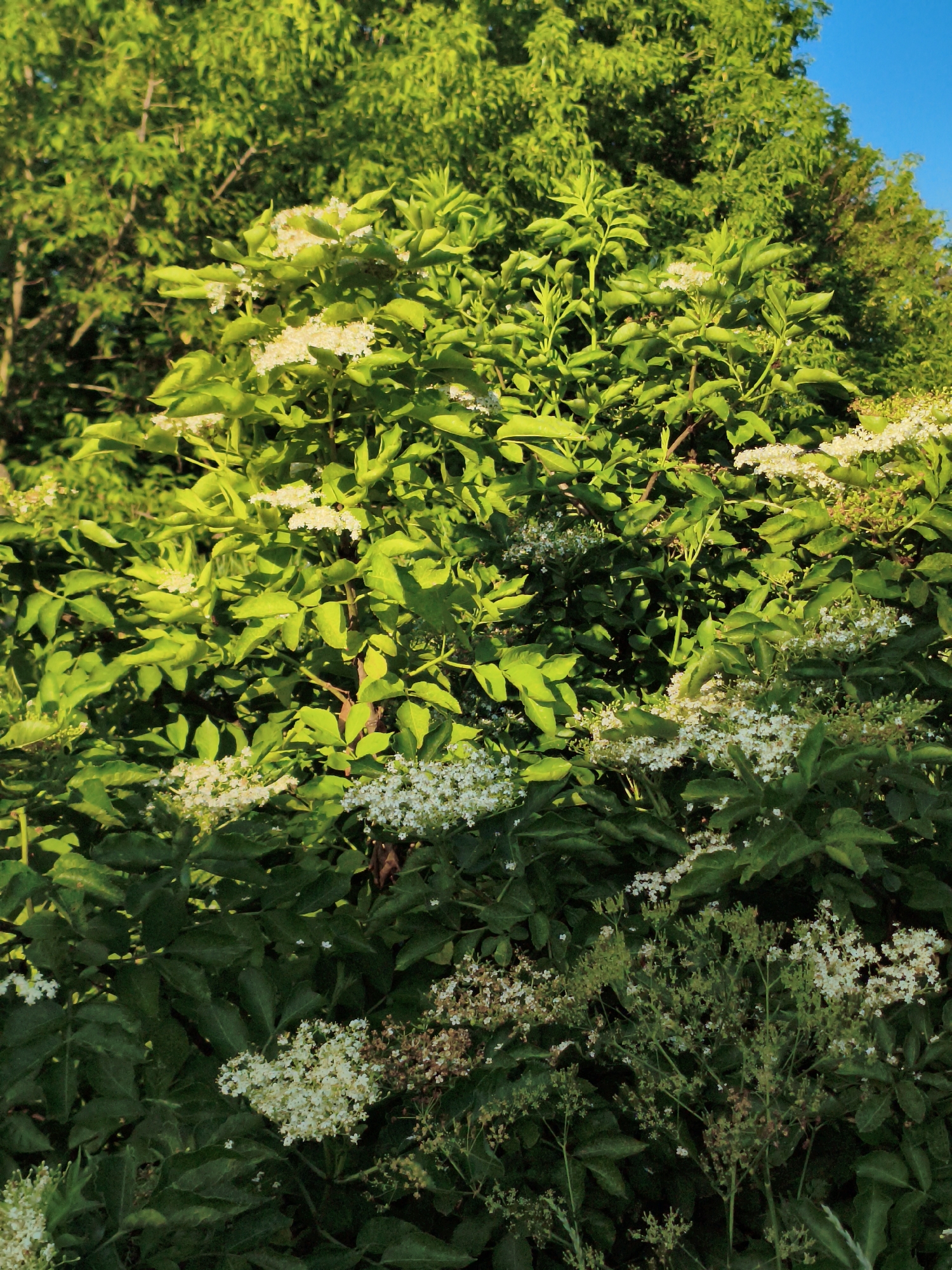 The image is a medium shot of a dense, green elderflower bush in bloom, with clusters of small white flowers interspersed among lush green leaves. The bush is positioned in what appears to be an outdoor setting, possibly a garden or natural landscape. The lighting suggests it is daytime, with sunlight illuminating the foliage and highlighting the delicate white blooms. In the background, more green foliage is visible, likely from other trees or shrubs, and a patch of bright blue sky is present at the top right of the frame. The photo appears to have been taken in Ustyvytsia, Ukraine, given the prompt's context. There are no people or animals visible in the image. The scene is static and natural.