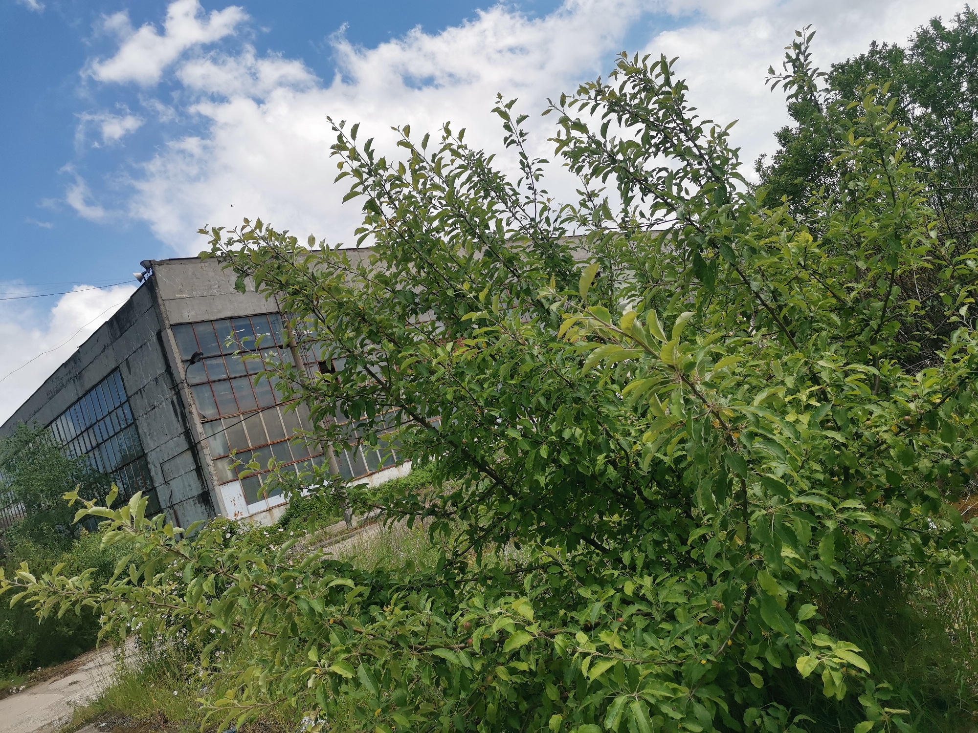 The image presents an outdoor scene depicting a verdant, overgrown landscape contrasting with an aging industrial structure under a bright sky.
In the foreground and midground, a large, dense bush or small tree with numerous green leaves dominates, suggesting a thriving natural environment. Its branches extend across much of the frame, partially obscuring the background.
Behind this foliage, a substantial industrial building constructed from grey concrete or cinder blocks occupies the left side of the frame. The building features a multitude of rectangular window panes, many of which appear broken, discolored, or covered in grime and rust, indicating disuse and decay. Its utilitarian architecture suggests it was once a factory or warehouse. Faint power lines can be seen extending towards the building's roofline.
The sky above is a vibrant blue, adorned with scattered, fluffy white clouds, indicating clear daytime weather. The ground around the building and beneath the dense vegetation is overgrown with grass and weeds, interspersed with patches of rough concrete or dirt, reinforcing the sense of abandonment.
The scene conveys a quiet juxtaposition of nature's resilience against the backdrop of an aging, forgotten human endeavor. There is no visible text within the image. The location context for this scene is Zhivkovo, Bulgaria.
