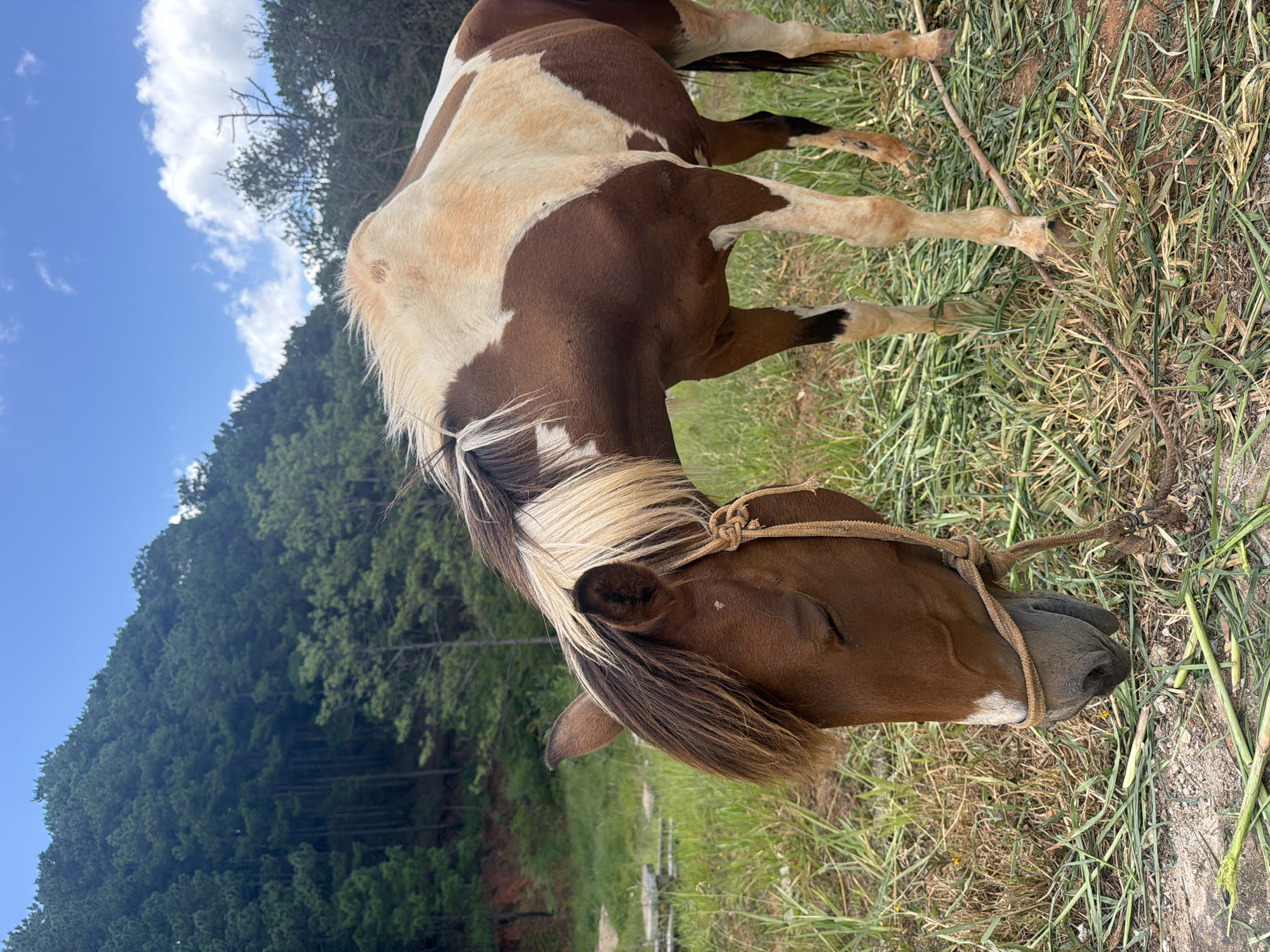 The image depicts a brown and white pinto horse grazing in a grassy area with a mountainous forest and blue sky in the background. The horse is wearing a simple rope halter and appears to be calm. The scene is set in a natural environment, possibly a field or pasture. The location is in Da Lat, Vietnam, a city known for its beautiful scenery and cooler climate. The image captures a moment of tranquility in a rural or semi-rural setting within Da Lat.