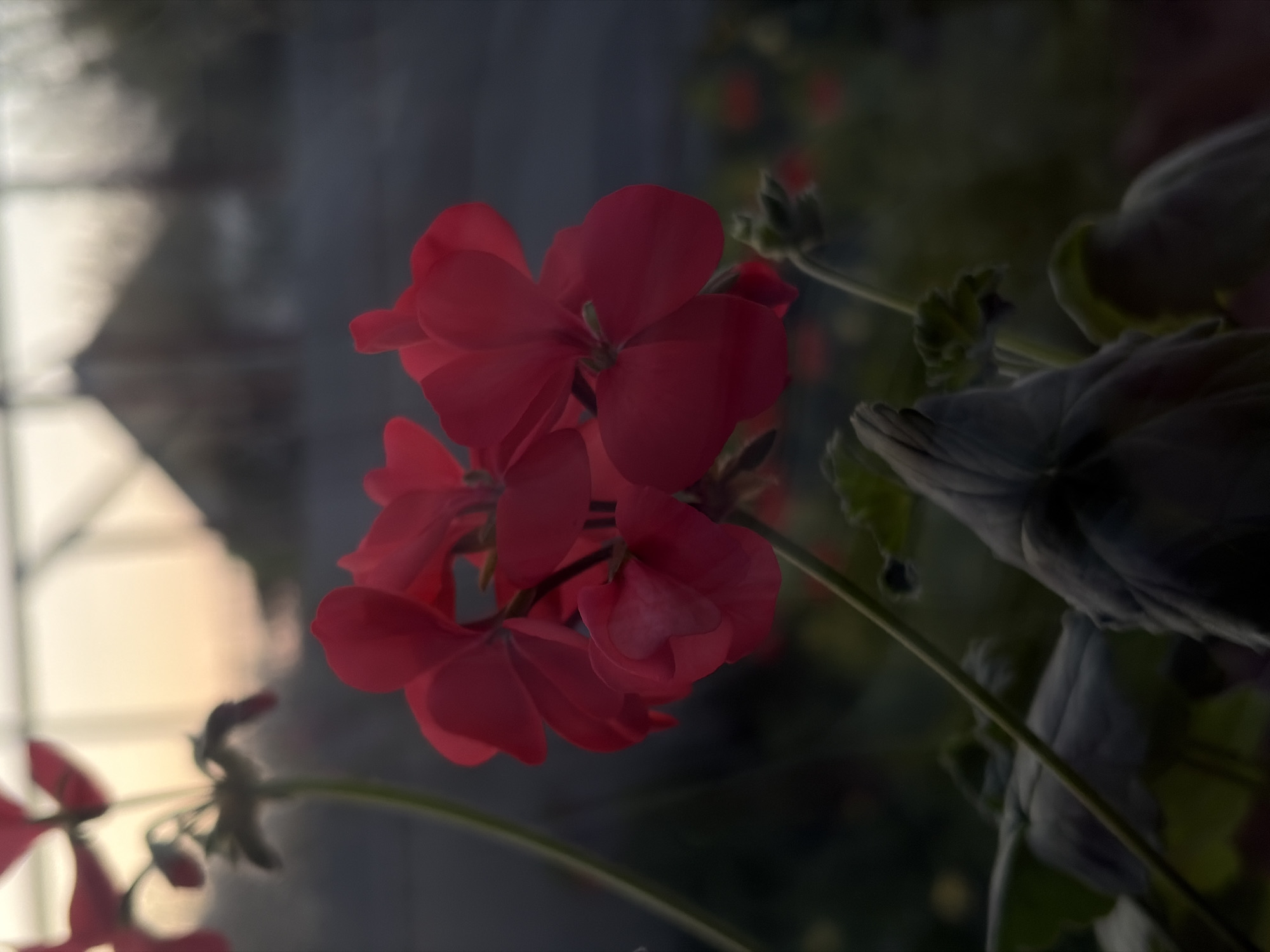 A close-up, slightly out-of-focus photograph features a cluster of red geranium flowers. The flowers are the focal point, with several blooms visible. The background is blurred, suggesting a greenhouse or conservatory setting, with hints of window frames and foliage. The specific location and city are not discernible from the visual information provided.