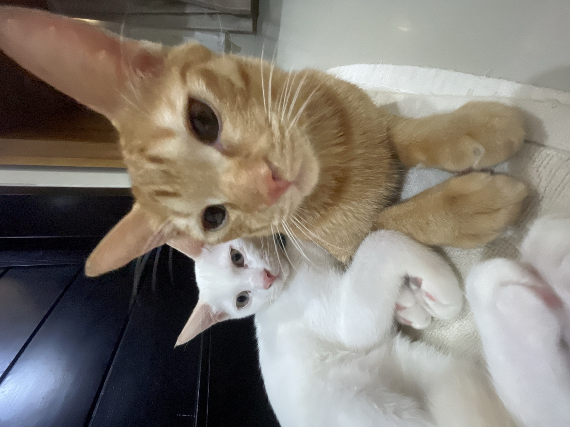 Two cats are closely positioned together in a well-lit, indoor environment. The upper cat is an orange tabby, with its head angled slightly down towards the camera. The cat below it is pure white, lying on its back with its paws visible. The cats appear to be lying on a white, textured surface. A dark, potentially wooden structure is visible in the lower left corner of the frame. The location of Denpasar, Indonesia, cannot be determined from the image.