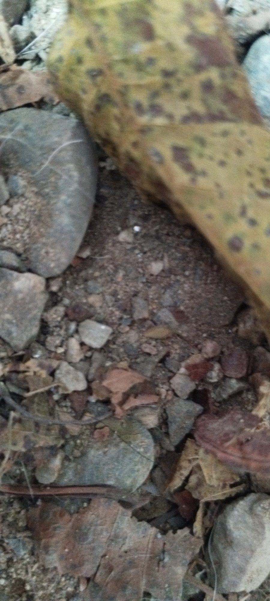 The image depicts a close-up view of the ground, characterized by loose soil, small rocks, and fallen leaves. A large, yellowish-brown leaf with dark spots dominates the upper portion of the frame, its texture and coloration suggestive of decay. Interspersed among the soil and leaves are various stones of different sizes and shades of grey, brown, and reddish-brown. The lighting appears natural, casting subtle shadows on the textured ground. No people, animals, or specific structures are visible. The scene suggests an outdoor, natural environment, possibly a park or a wooded area. The image does not provide any specific visual cues to indicate its location within Yaroslavskaya, Russia.