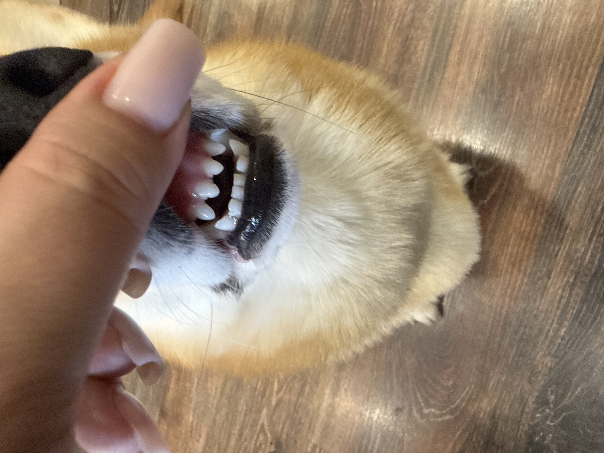 In Votkinsk, Russia, a close-up image depicts a human hand actively raising the upper lip of a tan and white dog, revealing its upper and lower rows of clean, white incisors and canines, and pink gums. The dog's muzzle features black skin around the lips and white whiskers. The visible human fingers display light pink, square-shaped manicured nails. The interaction occurs indoors, with the dog positioned on a dark brown, glossy wooden or laminate floor exhibiting distinct grain patterns.