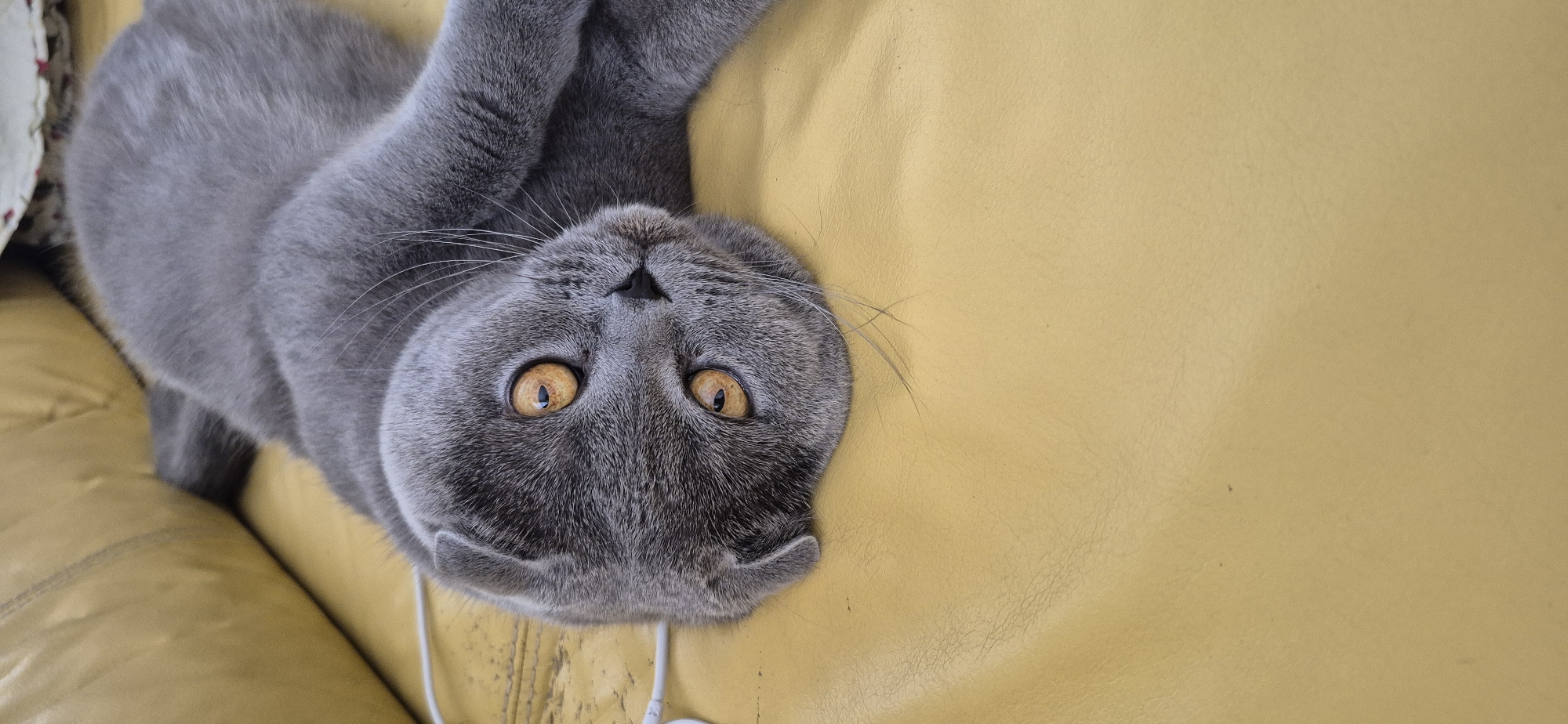 A domestic shorthair cat, predominantly gray with distinct orange eyes, is captured in a close-up, upside-down orientation. The cat is lying on a yellow sofa, its head tilted towards the camera, showcasing its large, expressive eyes and whiskers. Its paws are resting above its head. The texture of the sofa's upholstery is visible, appearing to be a soft, slightly worn material. A white cord, possibly from headphones or a charger, trails from beneath the cat. The lighting suggests an indoor setting, likely during daylight hours. The cat's expression is alert and curious. The background is simple, focusing entirely on the cat and the sofa. There is no visible text in the image.
