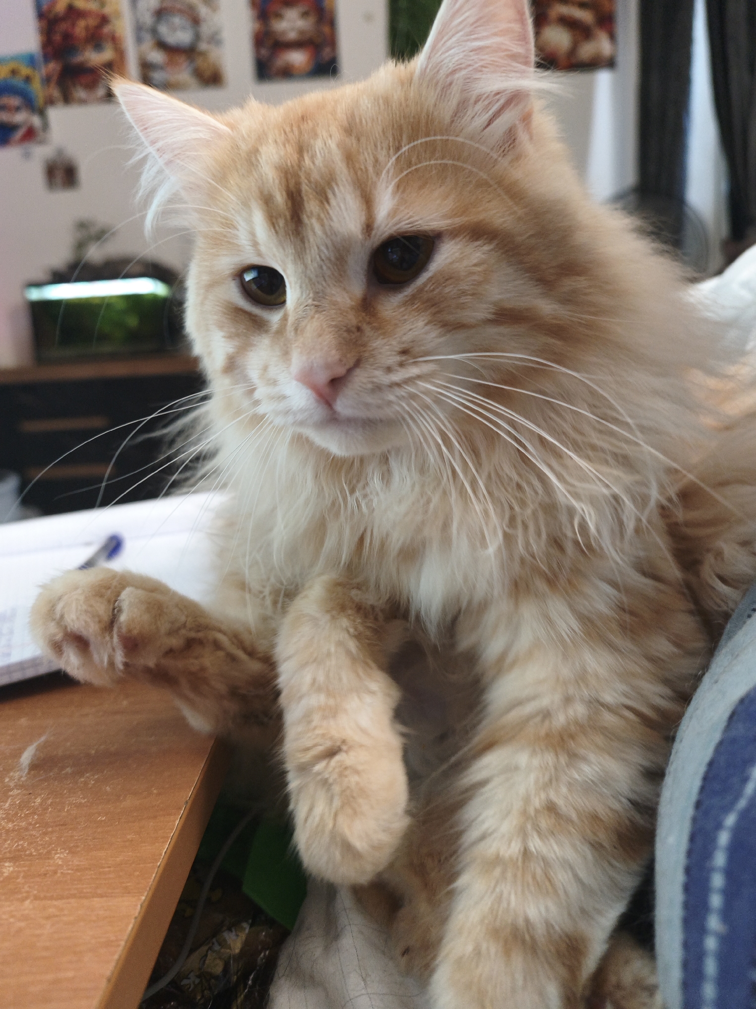 A close-up, medium shot captures an orange tabby cat with long fur. The cat is seated on a textured, light blue surface, leaning towards the right of the frame. Its left paw is resting on a light brown wooden surface, likely a desk, with a few stray hairs visible. To the cat's left, a portion of a notebook with a blue pen is visible, suggesting an indoor setting, possibly a home office or study. The background is softly blurred, showing framed artwork on a wall and what appears to be a small aquarium with a light. The lighting is moderate, highlighting the cat's facial features, including its amber eyes, pink nose, and long white whiskers. The cat's expression is neutral. The image is static and contains no discernable activity.