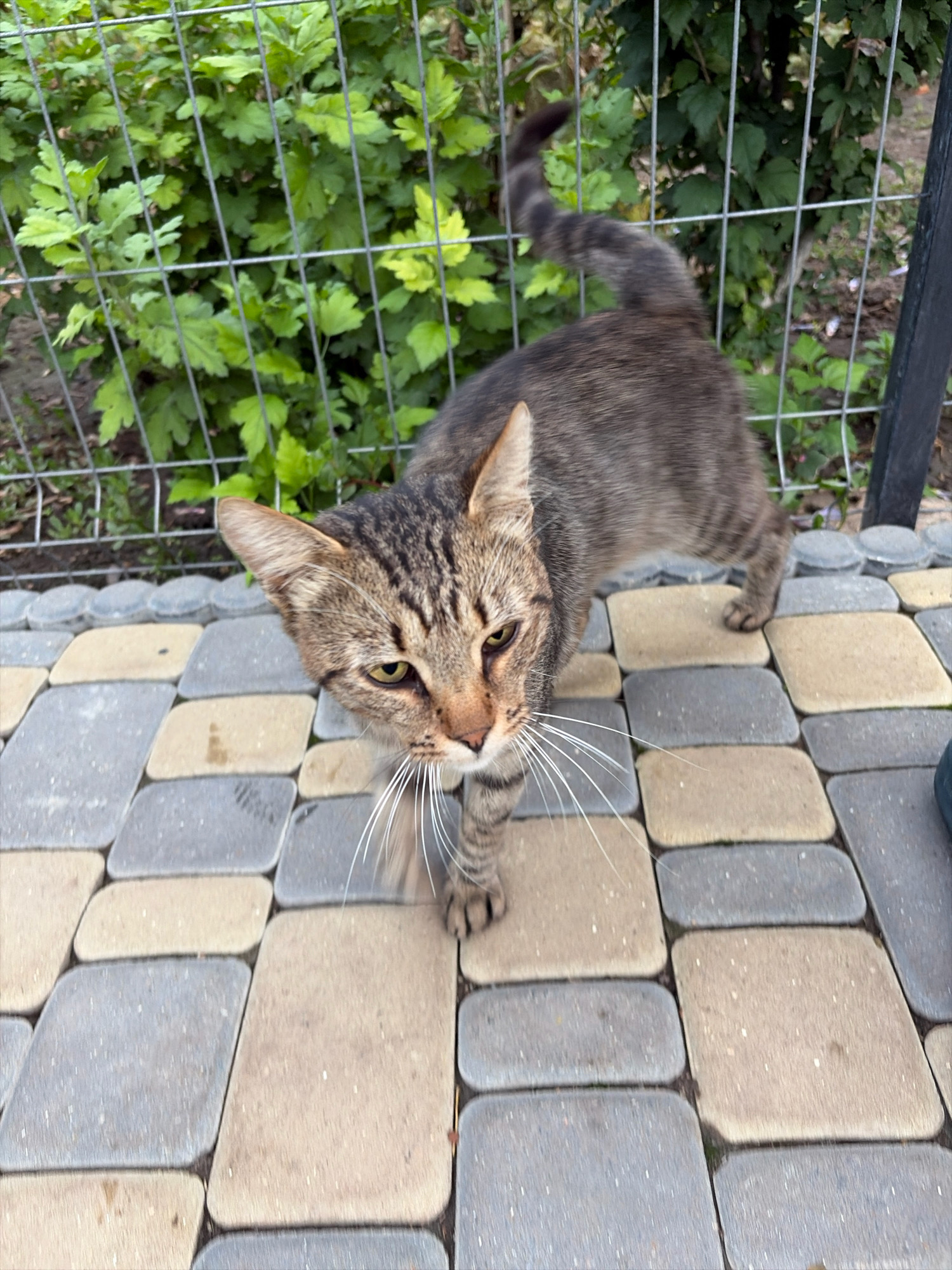 A tabby cat walks on a paved area in front of a metal fence. The cat has grey and brown stripes and white whiskers. Behind the fence, there are green plants and some debris. The paved area is made of rectangular and diamond-shaped stones in shades of grey and beige. The scene appears to be outdoors, possibly in a backyard or garden.