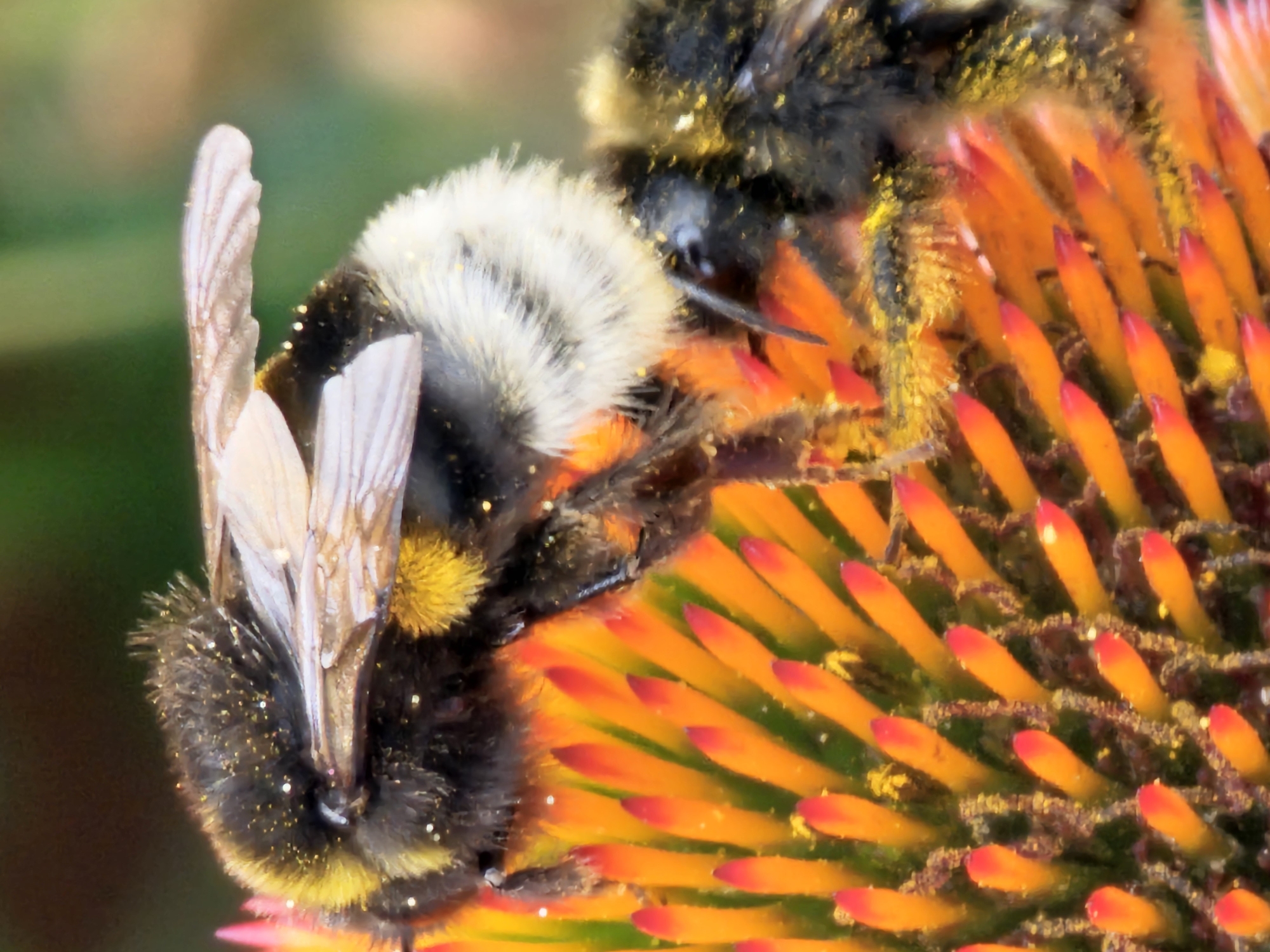 A close-up, macro photograph shows two bumblebees on a vibrant orange coneflower. The bumblebee in the foreground is partially obscured, with its furry, black and yellow body covered in golden pollen. Its delicate, translucent wings are folded. A second bumblebee is visible in the background, also covered in pollen. The flower's petals are a bright orange with reddish-pink tips, and the center is a dense cluster of stamens. The background is softly blurred, with hints of green suggesting foliage. The scene is natural and outdoors.