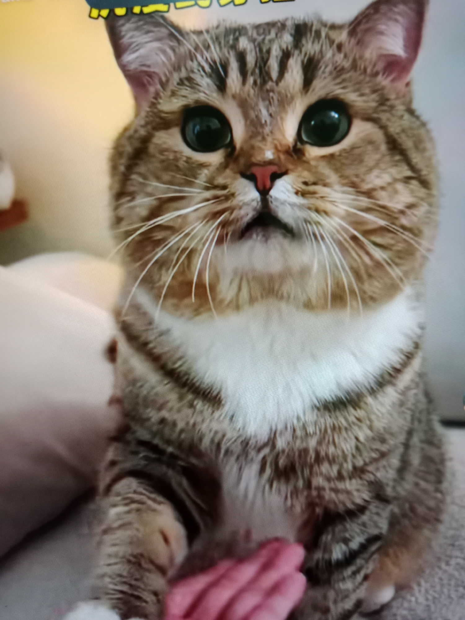 The image shows a close-up of a domestic cat with tabby markings, large green eyes, and a white chest bib. The cat is looking directly at the camera, with its mouth slightly open. A pink object, possibly a toy or fabric, is visible in the foreground, partially obscuring one of the cat's paws. The background is blurred and appears to be an indoor setting with soft furnishings. There is no indication of the cat's location in West Jakarta, Indonesia.