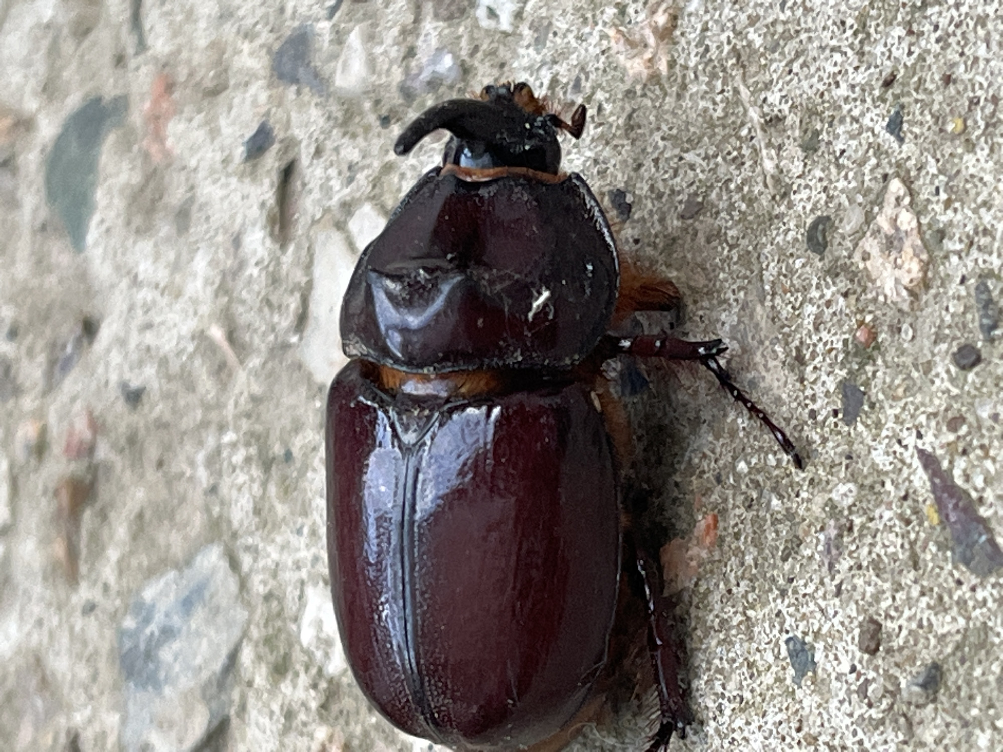 This media file is a close-up, high-angle shot of a dark brown rhinoceros beetle resting on a textured, grey concrete surface. The beetle's body is segmented and appears to be made of a hard, shiny exoskeleton. A distinctive feature is the prominent horn on its head, curving upwards and backwards. Its legs are visible, with one leg extending to the right and appearing to have small spines or hairs. The concrete surface has a rough texture, speckled with small grey and white aggregate stones, and some larger, irregularly shaped stones. There are also faint reddish-orange flecks embedded in the concrete. The lighting suggests it is daytime, with no strong shadows indicating a specific time of day, and the environment appears to be outdoors. The image captures the beetle in a stationary position, with no discernable activity other than its presence on the surface. There is no visible text in the media file. The location context provided is Krasnyye Barrikady, Russia.