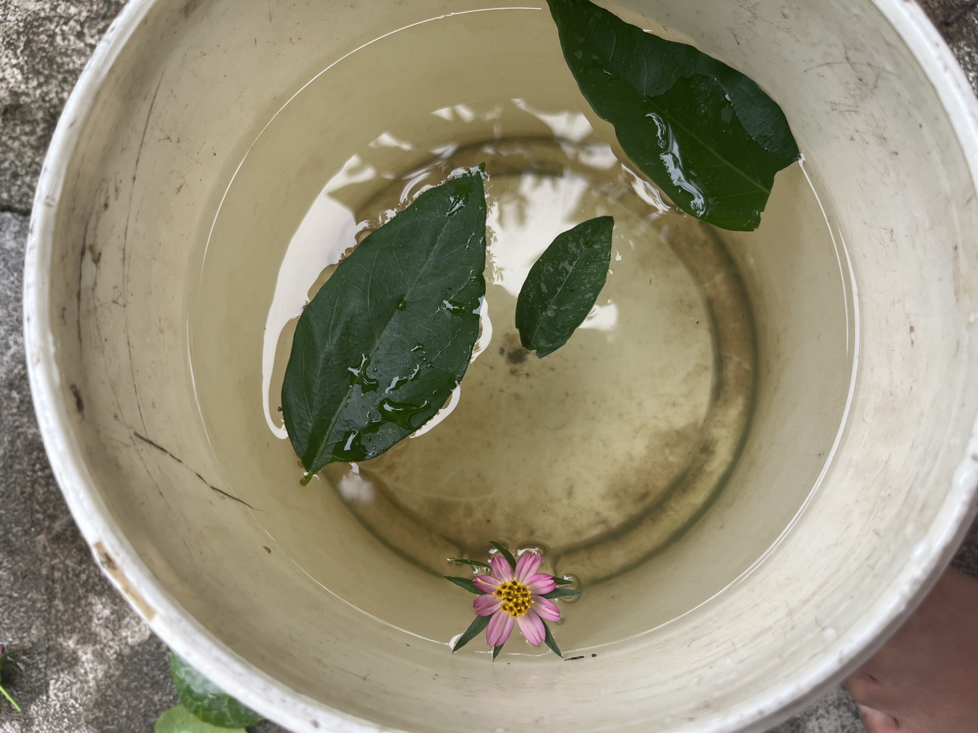 A light-colored bucket filled with murky water sits on a concrete surface. Three dark green leaves float on the surface of the water. A single pink and yellow flower also floats, surrounded by thin green leaves. The inside of the bucket is stained with brown residue. The scene appears to be outdoors, possibly in a residential area. No people are visible, though a portion of a hand is visible in the lower left corner of the frame. The image is taken from a top-down perspective.