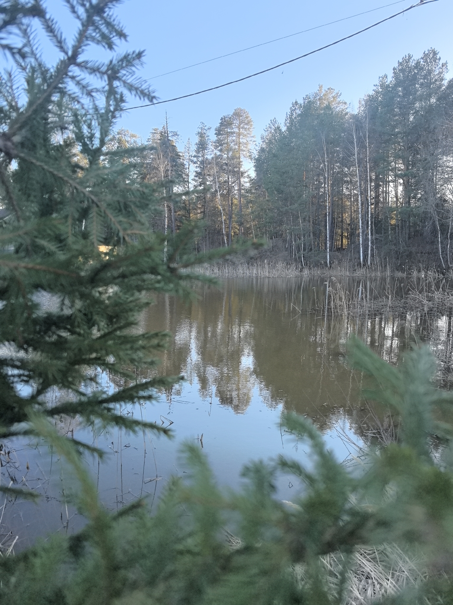 A water body, possibly a pond or lake, is the focus of the image. The foreground is dominated by evergreen foliage, partially obscuring the view. The water's surface reflects the line of trees bordering the far side. These trees include both evergreens and birch, which may indicate a temperate or boreal forest environment. Some dead vegetation emerges from the water. An overhead wire or cable runs across the top of the frame. The scene appears to be in a natural or semi-natural setting, typical of areas surrounding suburban or rural locations. The location is Noviy, Russia, but no specific details in the image confirm it.