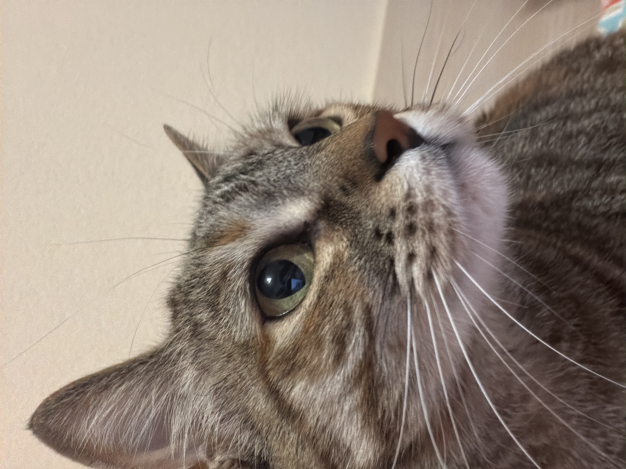 Close-up, low-angle shot of a tabby cat. The cat is light brown with gray tabby markings, with a pink nose and long, white whiskers. The cat's face is the main focus, with its left eye prominent. The eye is green with a black pupil, reflecting a dark room. The cat's ear is in the lower-left corner. The background is a plain, light beige color. No evidence connects the cat or image location to Blagoevgrad, Bulgaria.