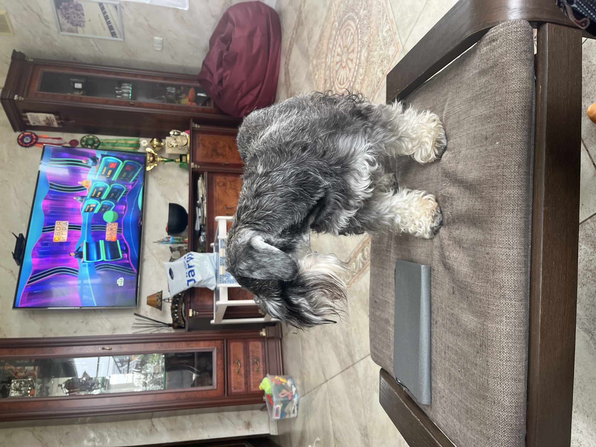 A miniature schnauzer dog stands on a cushioned bench in a room. The dog is mostly gray and white, with shaggy fur. On the bench in front of the dog is a gray, rectangular object. The room appears to be a living area, with a television displaying a game show in the background. There are also two tall wooden cabinets with glass doors, a red beanbag chair, and a toy bin with colorful toys. The flooring is tiled with an ornate pattern. The scene is not in Vladimirovka, Russia.